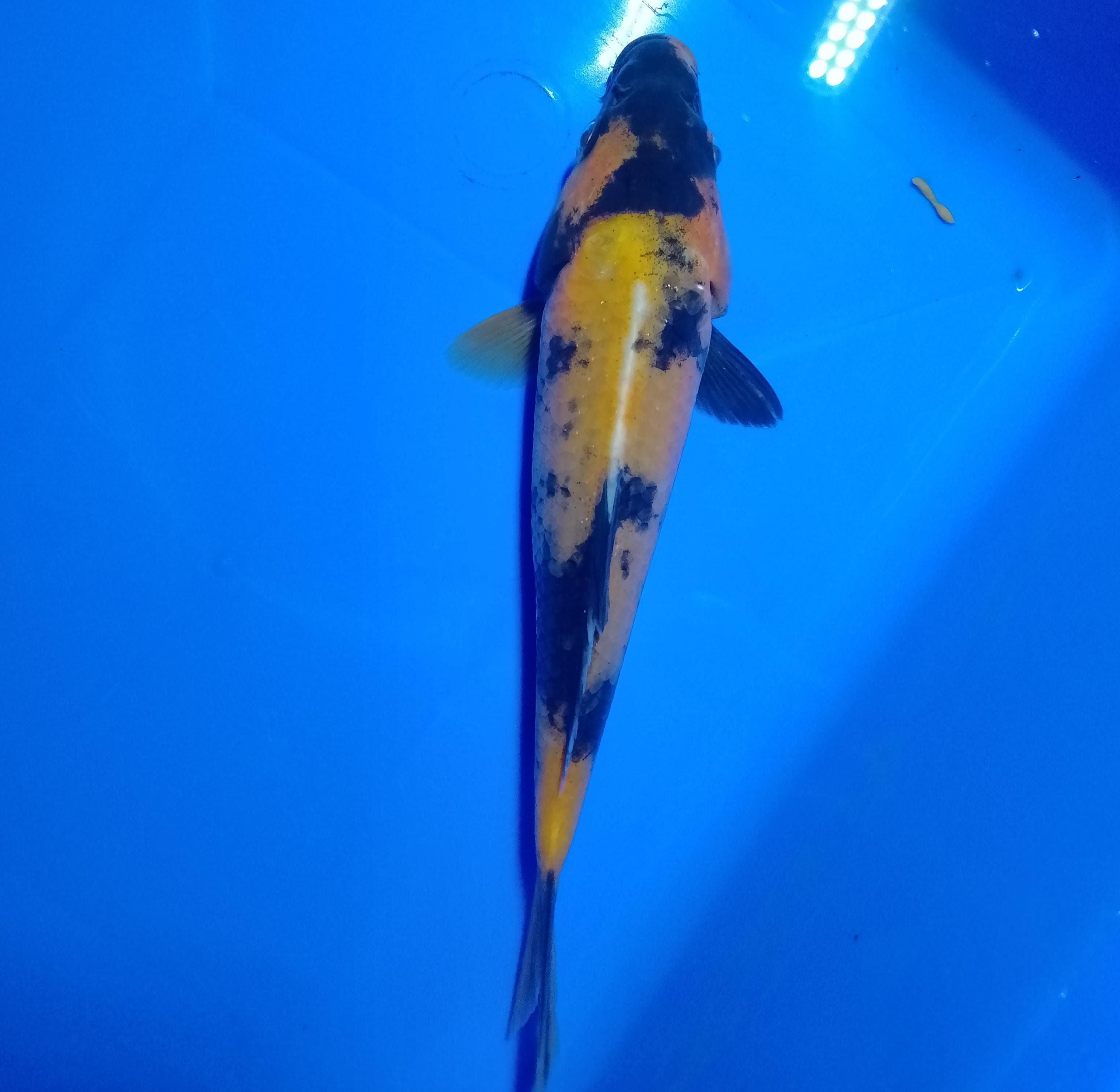 Lelang Koi Online, Jual Beli Ikan Koi, Pusat Jual Beli Koi, Info Lelang Koi Hari Ini, Platform Jual Beli Koi, Jual Beli Ikan Koi Online, Marketplace Ikan Koi, Jual Koi Terbaik, Tempat Beli Koi Berkualitas, Pasar Ikan Koi Online Terpercaya, Penjual Ikan Koi Terpercaya, Beli Koi Hias Online, Ikan Koi untuk Dijual, Koi Kualitas Terbaik, Toko Online Ikan Koi, Koi Hias Untuk Dijual, Jual Beli Ikan Koi Lokal, Koi Indonesia Online, Pusat Jual Beli Koi Terbesar