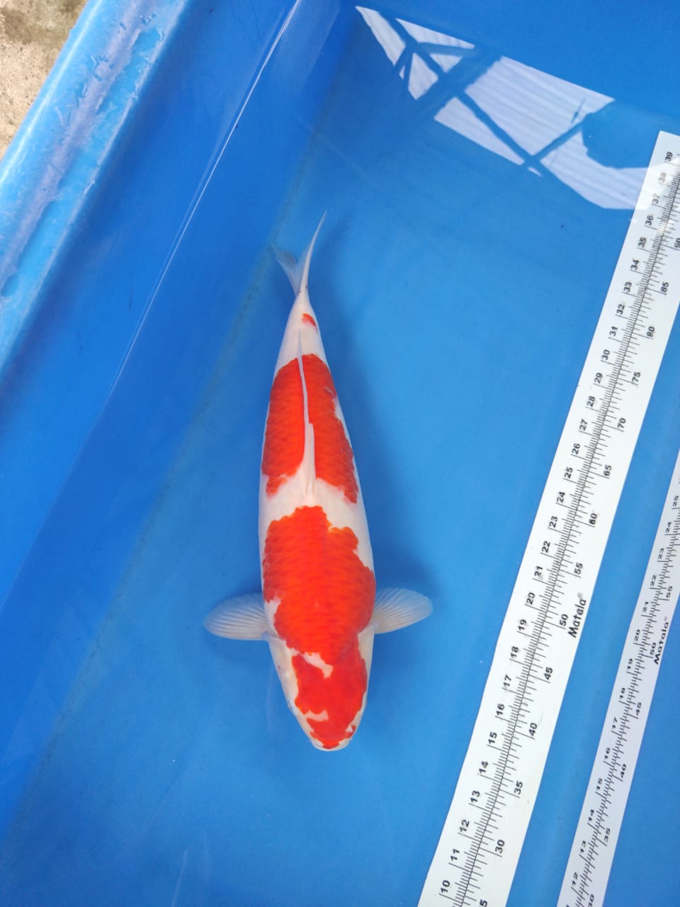 Lelang Koi Online, Jual Beli Ikan Koi, Pusat Jual Beli Koi, Info Lelang Koi Hari Ini, Platform Jual Beli Koi, Jual Beli Ikan Koi Online, Marketplace Ikan Koi, Jual Koi Terbaik, Tempat Beli Koi Berkualitas, Pasar Ikan Koi Online Terpercaya, Penjual Ikan Koi Terpercaya, Beli Koi Hias Online, Ikan Koi untuk Dijual, Koi Kualitas Terbaik, Toko Online Ikan Koi, Koi Hias Untuk Dijual, Jual Beli Ikan Koi Lokal, Koi Indonesia Online, Pusat Jual Beli Koi Terbesar