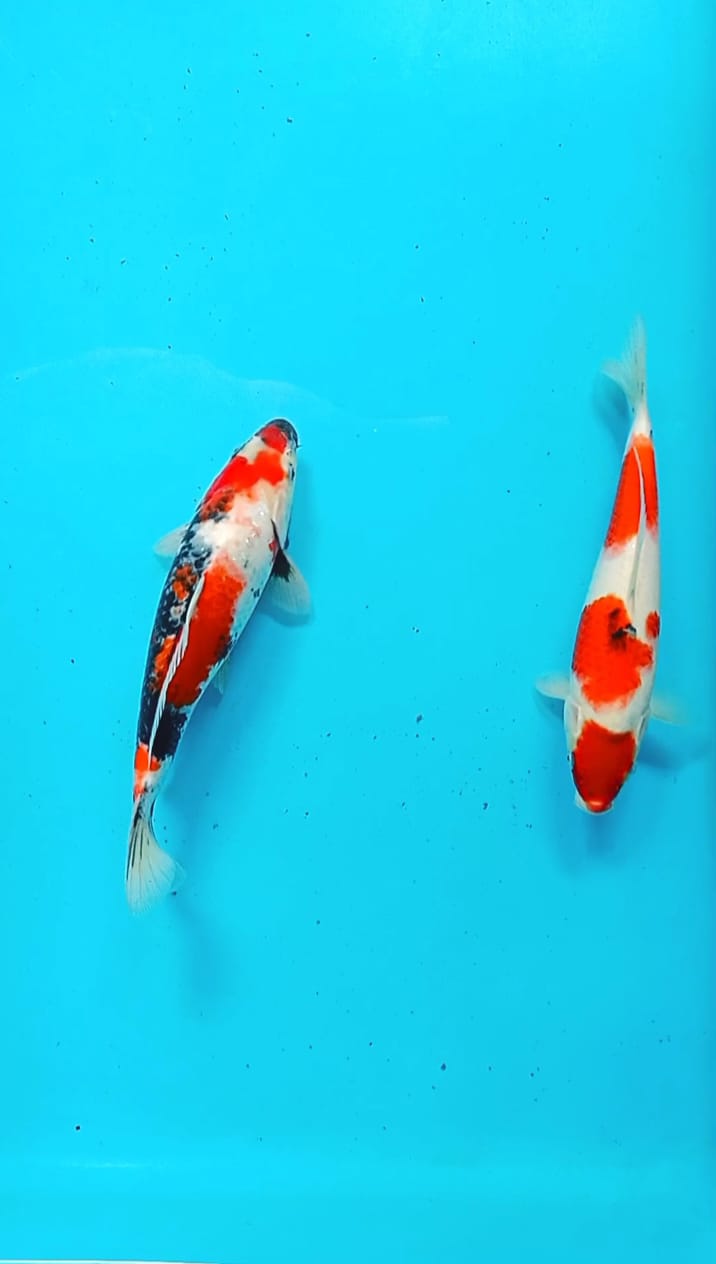 Lelang Koi Online, Jual Beli Ikan Koi, Pusat Jual Beli Koi, Info Lelang Koi Hari Ini, Platform Jual Beli Koi, Jual Beli Ikan Koi Online, Marketplace Ikan Koi, Jual Koi Terbaik, Tempat Beli Koi Berkualitas, Pasar Ikan Koi Online Terpercaya, Penjual Ikan Koi Terpercaya, Beli Koi Hias Online, Ikan Koi untuk Dijual, Koi Kualitas Terbaik, Toko Online Ikan Koi, Koi Hias Untuk Dijual, Jual Beli Ikan Koi Lokal, Koi Indonesia Online, Pusat Jual Beli Koi Terbesar