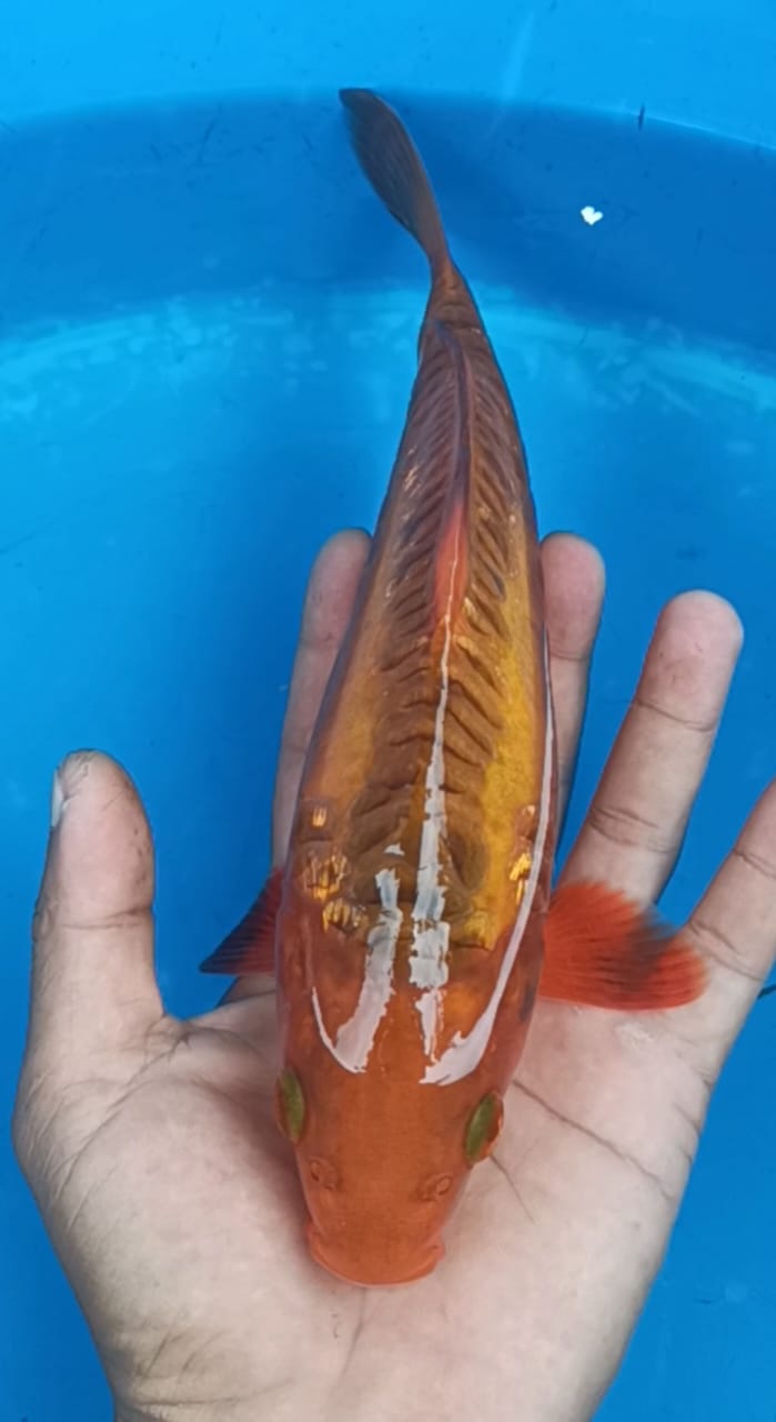 Lelang Koi Online, Jual Beli Ikan Koi, Pusat Jual Beli Koi, Info Lelang Koi Hari Ini, Platform Jual Beli Koi, Jual Beli Ikan Koi Online, Marketplace Ikan Koi, Jual Koi Terbaik, Tempat Beli Koi Berkualitas, Pasar Ikan Koi Online Terpercaya, Penjual Ikan Koi Terpercaya, Beli Koi Hias Online, Ikan Koi untuk Dijual, Koi Kualitas Terbaik, Toko Online Ikan Koi, Koi Hias Untuk Dijual, Jual Beli Ikan Koi Lokal, Koi Indonesia Online, Pusat Jual Beli Koi Terbesar