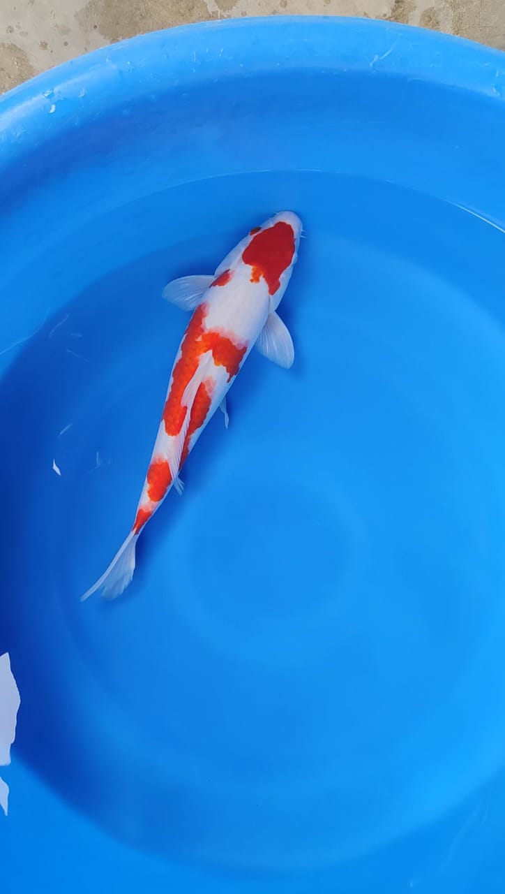 Lelang Koi Online, Jual Beli Ikan Koi, Pusat Jual Beli Koi, Info Lelang Koi Hari Ini, Platform Jual Beli Koi, Jual Beli Ikan Koi Online, Marketplace Ikan Koi, Jual Koi Terbaik, Tempat Beli Koi Berkualitas, Pasar Ikan Koi Online Terpercaya, Penjual Ikan Koi Terpercaya, Beli Koi Hias Online, Ikan Koi untuk Dijual, Koi Kualitas Terbaik, Toko Online Ikan Koi, Koi Hias Untuk Dijual, Jual Beli Ikan Koi Lokal, Koi Indonesia Online, Pusat Jual Beli Koi Terbesar