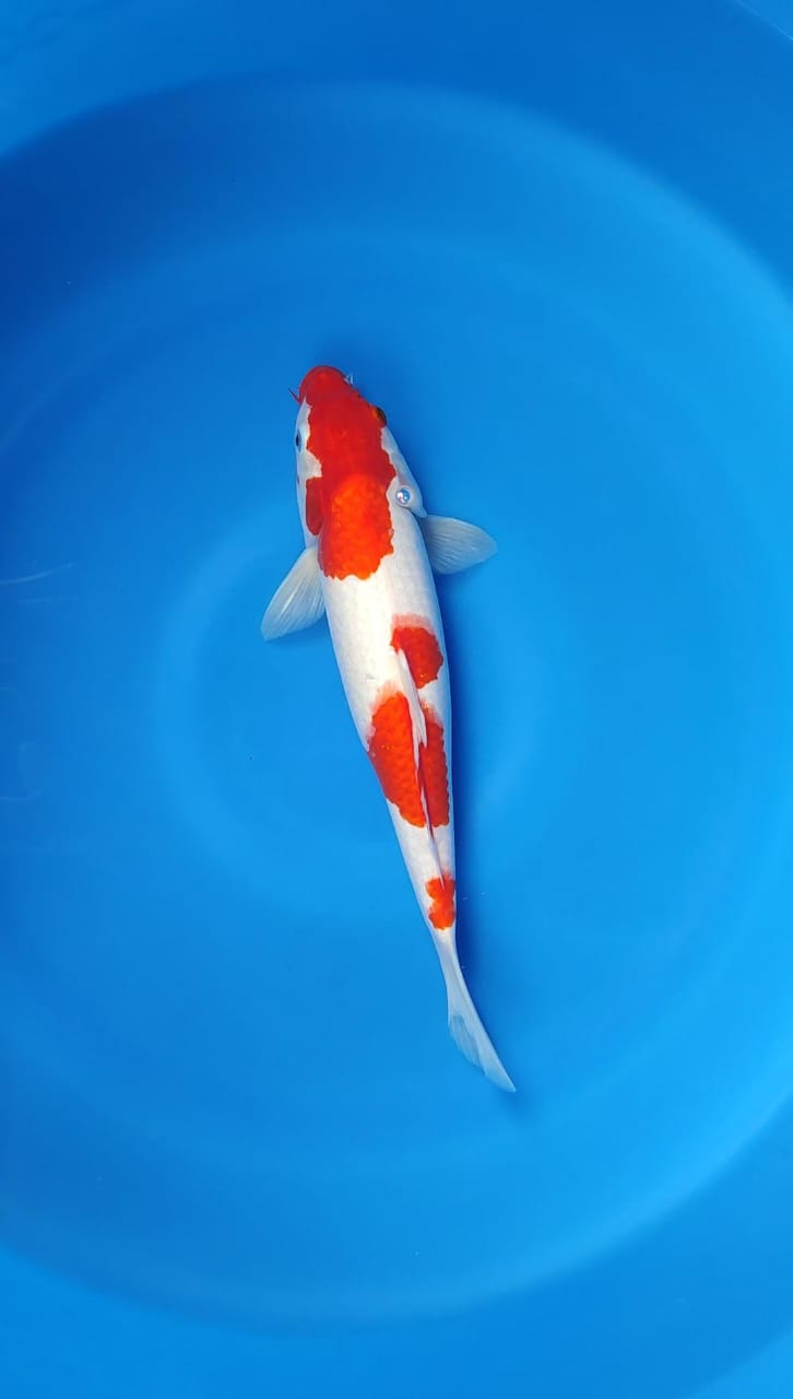 Lelang Koi Online, Jual Beli Ikan Koi, Pusat Jual Beli Koi, Info Lelang Koi Hari Ini, Platform Jual Beli Koi, Jual Beli Ikan Koi Online, Marketplace Ikan Koi, Jual Koi Terbaik, Tempat Beli Koi Berkualitas, Pasar Ikan Koi Online Terpercaya, Penjual Ikan Koi Terpercaya, Beli Koi Hias Online, Ikan Koi untuk Dijual, Koi Kualitas Terbaik, Toko Online Ikan Koi, Koi Hias Untuk Dijual, Jual Beli Ikan Koi Lokal, Koi Indonesia Online, Pusat Jual Beli Koi Terbesar