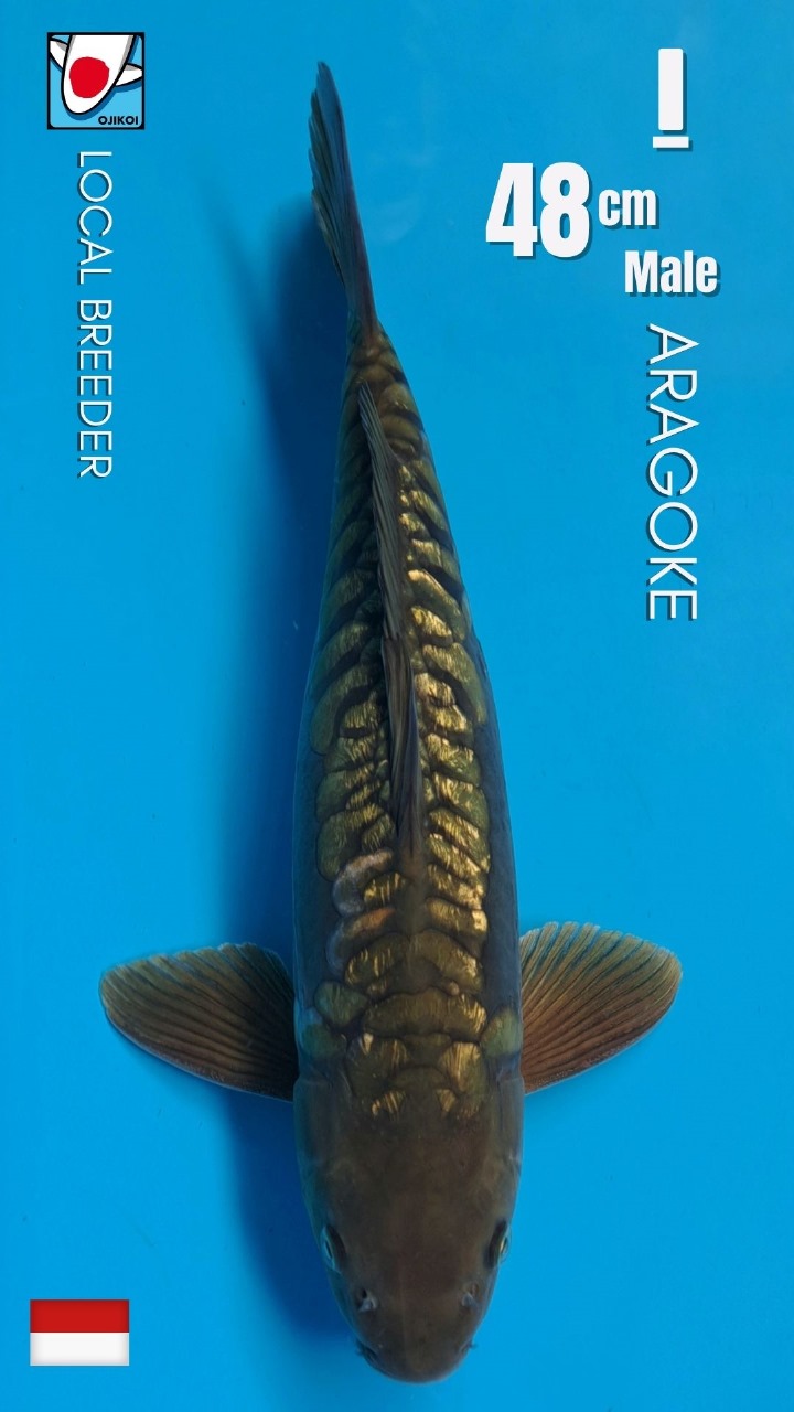 Lelang Koi Online, Jual Beli Ikan Koi, Pusat Jual Beli Koi, Info Lelang Koi Hari Ini, Platform Jual Beli Koi, Jual Beli Ikan Koi Online, Marketplace Ikan Koi, Jual Koi Terbaik, Tempat Beli Koi Berkualitas, Pasar Ikan Koi Online Terpercaya, Penjual Ikan Koi Terpercaya, Beli Koi Hias Online, Ikan Koi untuk Dijual, Koi Kualitas Terbaik, Toko Online Ikan Koi, Koi Hias Untuk Dijual, Jual Beli Ikan Koi Lokal, Koi Indonesia Online, Pusat Jual Beli Koi Terbesar