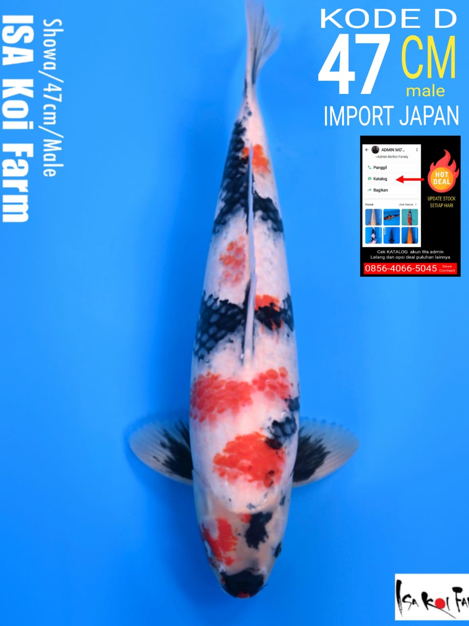 Lelang Koi Online, Jual Beli Ikan Koi, Pusat Jual Beli Koi, Info Lelang Koi Hari Ini, Platform Jual Beli Koi, Jual Beli Ikan Koi Online, Marketplace Ikan Koi, Jual Koi Terbaik, Tempat Beli Koi Berkualitas, Pasar Ikan Koi Online Terpercaya, Penjual Ikan Koi Terpercaya, Beli Koi Hias Online, Ikan Koi untuk Dijual, Koi Kualitas Terbaik, Toko Online Ikan Koi, Koi Hias Untuk Dijual, Jual Beli Ikan Koi Lokal, Koi Indonesia Online, Pusat Jual Beli Koi Terbesar