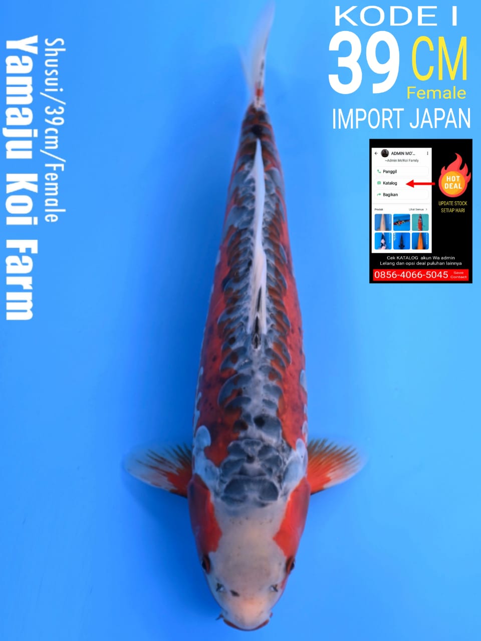 Lelang Koi Online, Jual Beli Ikan Koi, Pusat Jual Beli Koi, Info Lelang Koi Hari Ini, Platform Jual Beli Koi, Jual Beli Ikan Koi Online, Marketplace Ikan Koi, Jual Koi Terbaik, Tempat Beli Koi Berkualitas, Pasar Ikan Koi Online Terpercaya, Penjual Ikan Koi Terpercaya, Beli Koi Hias Online, Ikan Koi untuk Dijual, Koi Kualitas Terbaik, Toko Online Ikan Koi, Koi Hias Untuk Dijual, Jual Beli Ikan Koi Lokal, Koi Indonesia Online, Pusat Jual Beli Koi Terbesar