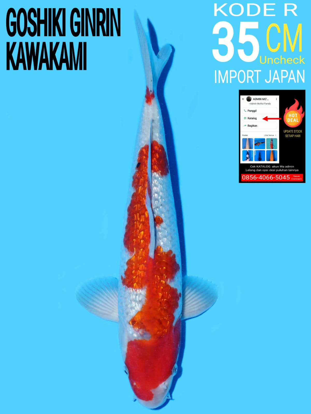 Lelang Koi Online, Jual Beli Ikan Koi, Pusat Jual Beli Koi, Info Lelang Koi Hari Ini, Platform Jual Beli Koi, Jual Beli Ikan Koi Online, Marketplace Ikan Koi, Jual Koi Terbaik, Tempat Beli Koi Berkualitas, Pasar Ikan Koi Online Terpercaya, Penjual Ikan Koi Terpercaya, Beli Koi Hias Online, Ikan Koi untuk Dijual, Koi Kualitas Terbaik, Toko Online Ikan Koi, Koi Hias Untuk Dijual, Jual Beli Ikan Koi Lokal, Koi Indonesia Online, Pusat Jual Beli Koi Terbesar