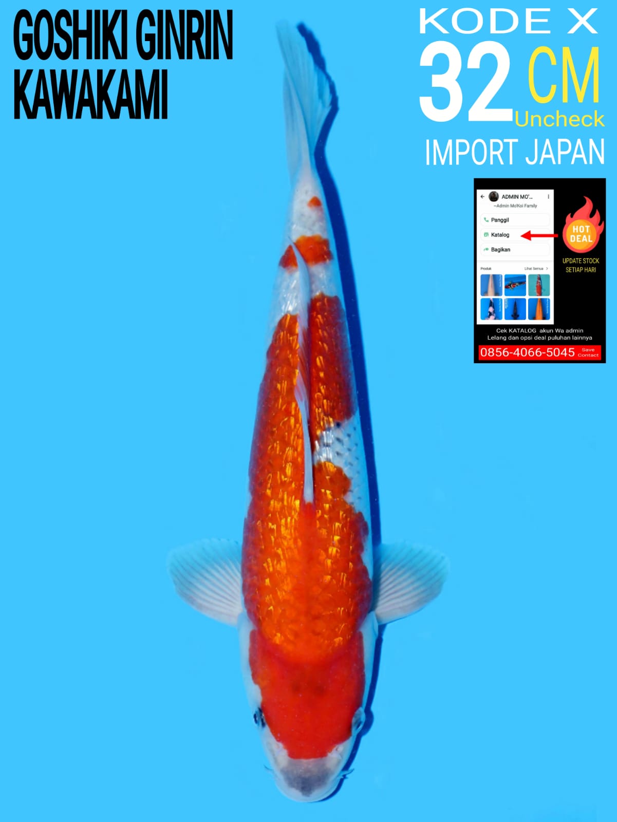 Lelang Koi Online, Jual Beli Ikan Koi, Pusat Jual Beli Koi, Info Lelang Koi Hari Ini, Platform Jual Beli Koi, Jual Beli Ikan Koi Online, Marketplace Ikan Koi, Jual Koi Terbaik, Tempat Beli Koi Berkualitas, Pasar Ikan Koi Online Terpercaya, Penjual Ikan Koi Terpercaya, Beli Koi Hias Online, Ikan Koi untuk Dijual, Koi Kualitas Terbaik, Toko Online Ikan Koi, Koi Hias Untuk Dijual, Jual Beli Ikan Koi Lokal, Koi Indonesia Online, Pusat Jual Beli Koi Terbesar