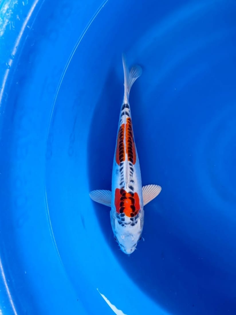 Lelang Koi Online, Jual Beli Ikan Koi, Pusat Jual Beli Koi, Info Lelang Koi Hari Ini, Platform Jual Beli Koi, Jual Beli Ikan Koi Online, Marketplace Ikan Koi, Jual Koi Terbaik, Tempat Beli Koi Berkualitas, Pasar Ikan Koi Online Terpercaya, Penjual Ikan Koi Terpercaya, Beli Koi Hias Online, Ikan Koi untuk Dijual, Koi Kualitas Terbaik, Toko Online Ikan Koi, Koi Hias Untuk Dijual, Jual Beli Ikan Koi Lokal, Koi Indonesia Online, Pusat Jual Beli Koi Terbesar