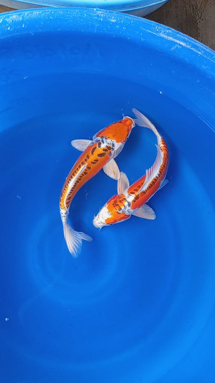 Lelang Koi Online, Jual Beli Ikan Koi, Pusat Jual Beli Koi, Info Lelang Koi Hari Ini, Platform Jual Beli Koi, Jual Beli Ikan Koi Online, Marketplace Ikan Koi, Jual Koi Terbaik, Tempat Beli Koi Berkualitas, Pasar Ikan Koi Online Terpercaya, Penjual Ikan Koi Terpercaya, Beli Koi Hias Online, Ikan Koi untuk Dijual, Koi Kualitas Terbaik, Toko Online Ikan Koi, Koi Hias Untuk Dijual, Jual Beli Ikan Koi Lokal, Koi Indonesia Online, Pusat Jual Beli Koi Terbesar