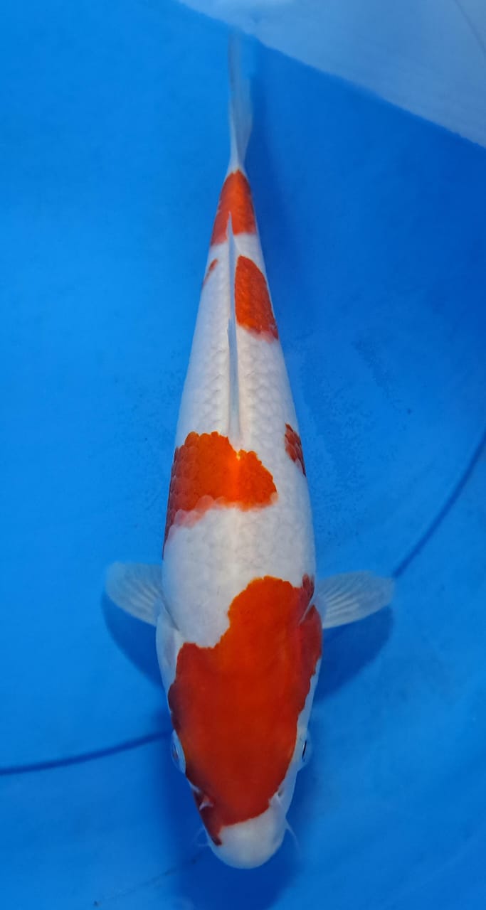 Lelang Koi Online, Jual Beli Ikan Koi, Pusat Jual Beli Koi, Info Lelang Koi Hari Ini, Platform Jual Beli Koi, Jual Beli Ikan Koi Online, Marketplace Ikan Koi, Jual Koi Terbaik, Tempat Beli Koi Berkualitas, Pasar Ikan Koi Online Terpercaya, Penjual Ikan Koi Terpercaya, Beli Koi Hias Online, Ikan Koi untuk Dijual, Koi Kualitas Terbaik, Toko Online Ikan Koi, Koi Hias Untuk Dijual, Jual Beli Ikan Koi Lokal, Koi Indonesia Online, Pusat Jual Beli Koi Terbesar