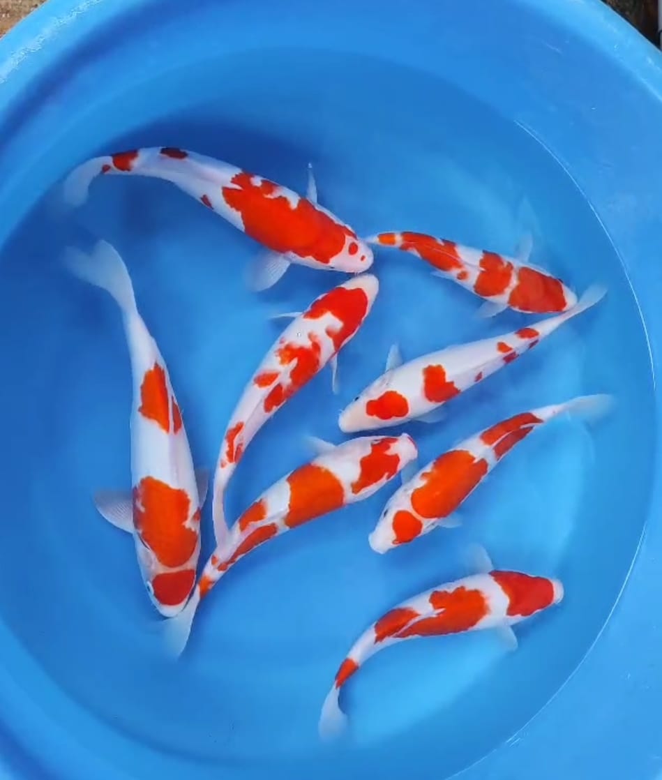 Lelang Koi Online, Jual Beli Ikan Koi, Pusat Jual Beli Koi, Info Lelang Koi Hari Ini, Platform Jual Beli Koi, Jual Beli Ikan Koi Online, Marketplace Ikan Koi, Jual Koi Terbaik, Tempat Beli Koi Berkualitas, Pasar Ikan Koi Online Terpercaya, Penjual Ikan Koi Terpercaya, Beli Koi Hias Online, Ikan Koi untuk Dijual, Koi Kualitas Terbaik, Toko Online Ikan Koi, Koi Hias Untuk Dijual, Jual Beli Ikan Koi Lokal, Koi Indonesia Online, Pusat Jual Beli Koi Terbesar