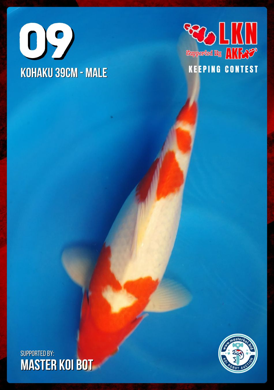 Lelang Koi Online, Jual Beli Ikan Koi, Pusat Jual Beli Koi, Info Lelang Koi Hari Ini, Platform Jual Beli Koi, Jual Beli Ikan Koi Online, Marketplace Ikan Koi, Jual Koi Terbaik, Tempat Beli Koi Berkualitas, Pasar Ikan Koi Online Terpercaya, Penjual Ikan Koi Terpercaya, Beli Koi Hias Online, Ikan Koi untuk Dijual, Koi Kualitas Terbaik, Toko Online Ikan Koi, Koi Hias Untuk Dijual, Jual Beli Ikan Koi Lokal, Koi Indonesia Online, Pusat Jual Beli Koi Terbesar