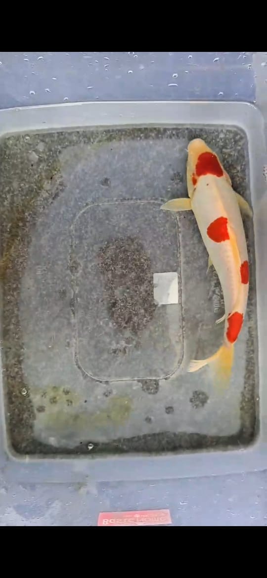 Lelang Koi Online, Jual Beli Ikan Koi, Pusat Jual Beli Koi, Info Lelang Koi Hari Ini, Platform Jual Beli Koi, Jual Beli Ikan Koi Online, Marketplace Ikan Koi, Jual Koi Terbaik, Tempat Beli Koi Berkualitas, Pasar Ikan Koi Online Terpercaya, Penjual Ikan Koi Terpercaya, Beli Koi Hias Online, Ikan Koi untuk Dijual, Koi Kualitas Terbaik, Toko Online Ikan Koi, Koi Hias Untuk Dijual, Jual Beli Ikan Koi Lokal, Koi Indonesia Online, Pusat Jual Beli Koi Terbesar