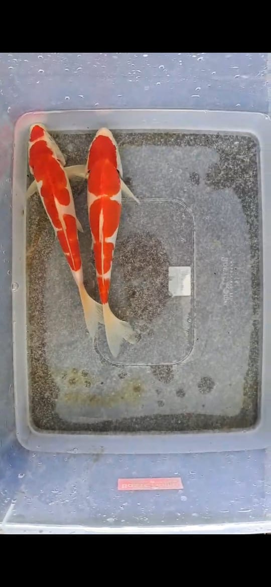 Lelang Koi Online, Jual Beli Ikan Koi, Pusat Jual Beli Koi, Info Lelang Koi Hari Ini, Platform Jual Beli Koi, Jual Beli Ikan Koi Online, Marketplace Ikan Koi, Jual Koi Terbaik, Tempat Beli Koi Berkualitas, Pasar Ikan Koi Online Terpercaya, Penjual Ikan Koi Terpercaya, Beli Koi Hias Online, Ikan Koi untuk Dijual, Koi Kualitas Terbaik, Toko Online Ikan Koi, Koi Hias Untuk Dijual, Jual Beli Ikan Koi Lokal, Koi Indonesia Online, Pusat Jual Beli Koi Terbesar