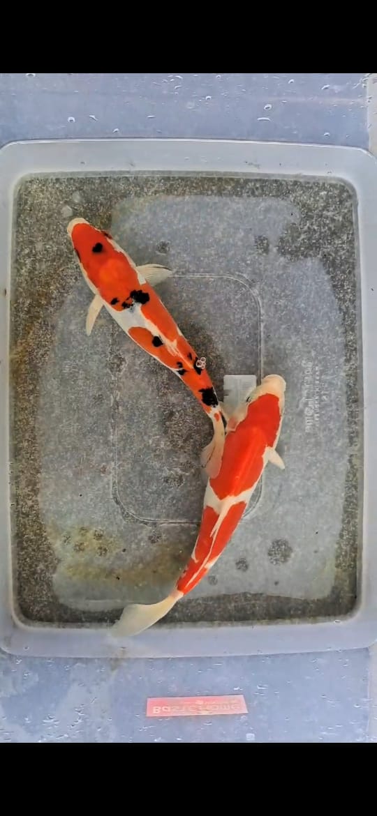 Lelang Koi Online, Jual Beli Ikan Koi, Pusat Jual Beli Koi, Info Lelang Koi Hari Ini, Platform Jual Beli Koi, Jual Beli Ikan Koi Online, Marketplace Ikan Koi, Jual Koi Terbaik, Tempat Beli Koi Berkualitas, Pasar Ikan Koi Online Terpercaya, Penjual Ikan Koi Terpercaya, Beli Koi Hias Online, Ikan Koi untuk Dijual, Koi Kualitas Terbaik, Toko Online Ikan Koi, Koi Hias Untuk Dijual, Jual Beli Ikan Koi Lokal, Koi Indonesia Online, Pusat Jual Beli Koi Terbesar