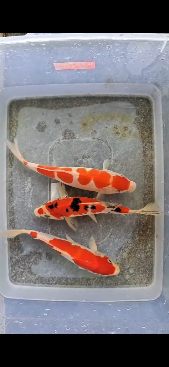 Lelang Koi Online, Jual Beli Ikan Koi, Pusat Jual Beli Koi, Info Lelang Koi Hari Ini, Platform Jual Beli Koi, Jual Beli Ikan Koi Online, Marketplace Ikan Koi, Jual Koi Terbaik, Tempat Beli Koi Berkualitas, Pasar Ikan Koi Online Terpercaya, Penjual Ikan Koi Terpercaya, Beli Koi Hias Online, Ikan Koi untuk Dijual, Koi Kualitas Terbaik, Toko Online Ikan Koi, Koi Hias Untuk Dijual, Jual Beli Ikan Koi Lokal, Koi Indonesia Online, Pusat Jual Beli Koi Terbesar