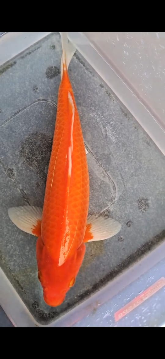 Lelang Koi Online, Jual Beli Ikan Koi, Pusat Jual Beli Koi, Info Lelang Koi Hari Ini, Platform Jual Beli Koi, Jual Beli Ikan Koi Online, Marketplace Ikan Koi, Jual Koi Terbaik, Tempat Beli Koi Berkualitas, Pasar Ikan Koi Online Terpercaya, Penjual Ikan Koi Terpercaya, Beli Koi Hias Online, Ikan Koi untuk Dijual, Koi Kualitas Terbaik, Toko Online Ikan Koi, Koi Hias Untuk Dijual, Jual Beli Ikan Koi Lokal, Koi Indonesia Online, Pusat Jual Beli Koi Terbesar