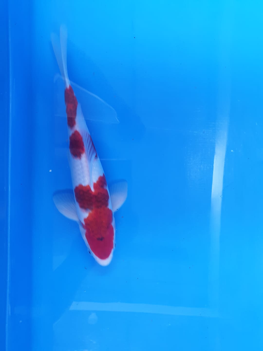 Lelang Koi Online, Jual Beli Ikan Koi, Pusat Jual Beli Koi, Info Lelang Koi Hari Ini, Platform Jual Beli Koi, Jual Beli Ikan Koi Online, Marketplace Ikan Koi, Jual Koi Terbaik, Tempat Beli Koi Berkualitas, Pasar Ikan Koi Online Terpercaya, Penjual Ikan Koi Terpercaya, Beli Koi Hias Online, Ikan Koi untuk Dijual, Koi Kualitas Terbaik, Toko Online Ikan Koi, Koi Hias Untuk Dijual, Jual Beli Ikan Koi Lokal, Koi Indonesia Online, Pusat Jual Beli Koi Terbesar