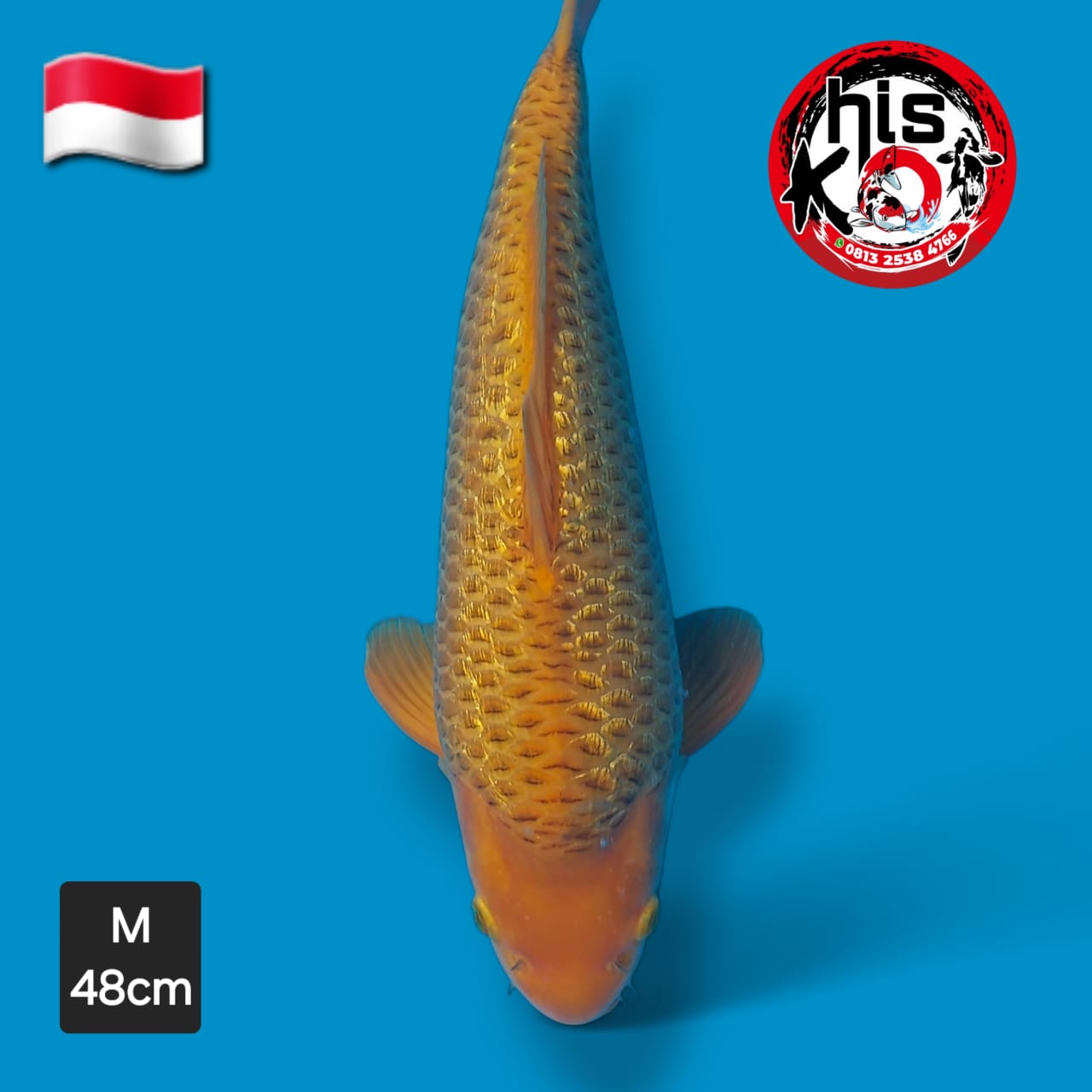 Lelang Koi Online, Jual Beli Ikan Koi, Pusat Jual Beli Koi, Info Lelang Koi Hari Ini, Platform Jual Beli Koi, Jual Beli Ikan Koi Online, Marketplace Ikan Koi, Jual Koi Terbaik, Tempat Beli Koi Berkualitas, Pasar Ikan Koi Online Terpercaya, Penjual Ikan Koi Terpercaya, Beli Koi Hias Online, Ikan Koi untuk Dijual, Koi Kualitas Terbaik, Toko Online Ikan Koi, Koi Hias Untuk Dijual, Jual Beli Ikan Koi Lokal, Koi Indonesia Online, Pusat Jual Beli Koi Terbesar