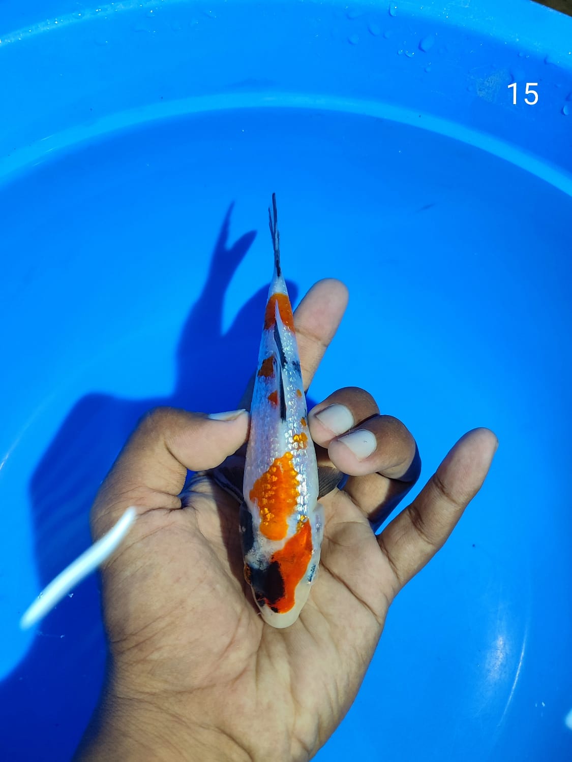 Lelang Koi Online, Jual Beli Ikan Koi, Pusat Jual Beli Koi, Info Lelang Koi Hari Ini, Platform Jual Beli Koi, Jual Beli Ikan Koi Online, Marketplace Ikan Koi, Jual Koi Terbaik, Tempat Beli Koi Berkualitas, Pasar Ikan Koi Online Terpercaya, Penjual Ikan Koi Terpercaya, Beli Koi Hias Online, Ikan Koi untuk Dijual, Koi Kualitas Terbaik, Toko Online Ikan Koi, Koi Hias Untuk Dijual, Jual Beli Ikan Koi Lokal, Koi Indonesia Online, Pusat Jual Beli Koi Terbesar