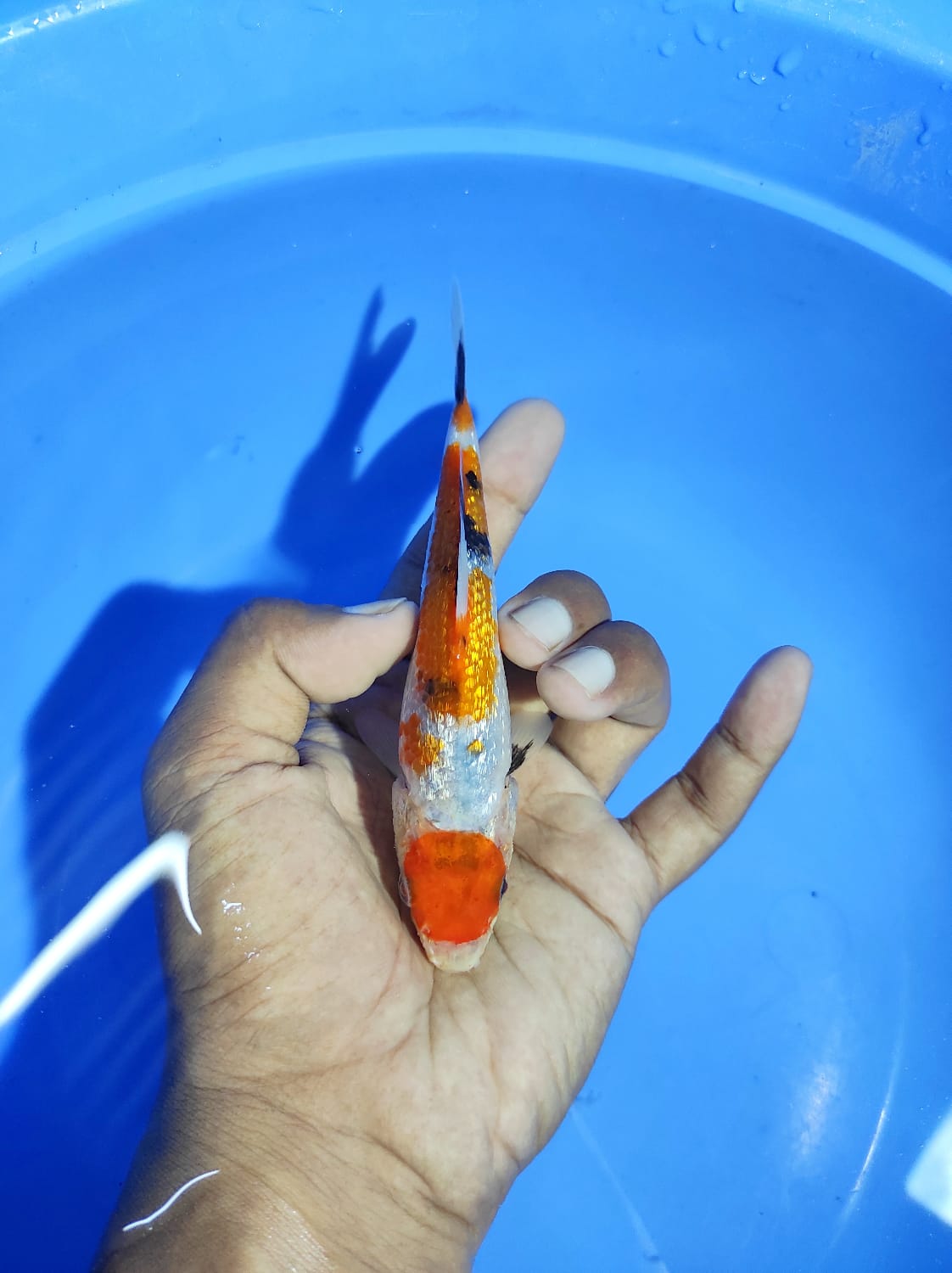 Lelang Koi Online, Jual Beli Ikan Koi, Pusat Jual Beli Koi, Info Lelang Koi Hari Ini, Platform Jual Beli Koi, Jual Beli Ikan Koi Online, Marketplace Ikan Koi, Jual Koi Terbaik, Tempat Beli Koi Berkualitas, Pasar Ikan Koi Online Terpercaya, Penjual Ikan Koi Terpercaya, Beli Koi Hias Online, Ikan Koi untuk Dijual, Koi Kualitas Terbaik, Toko Online Ikan Koi, Koi Hias Untuk Dijual, Jual Beli Ikan Koi Lokal, Koi Indonesia Online, Pusat Jual Beli Koi Terbesar