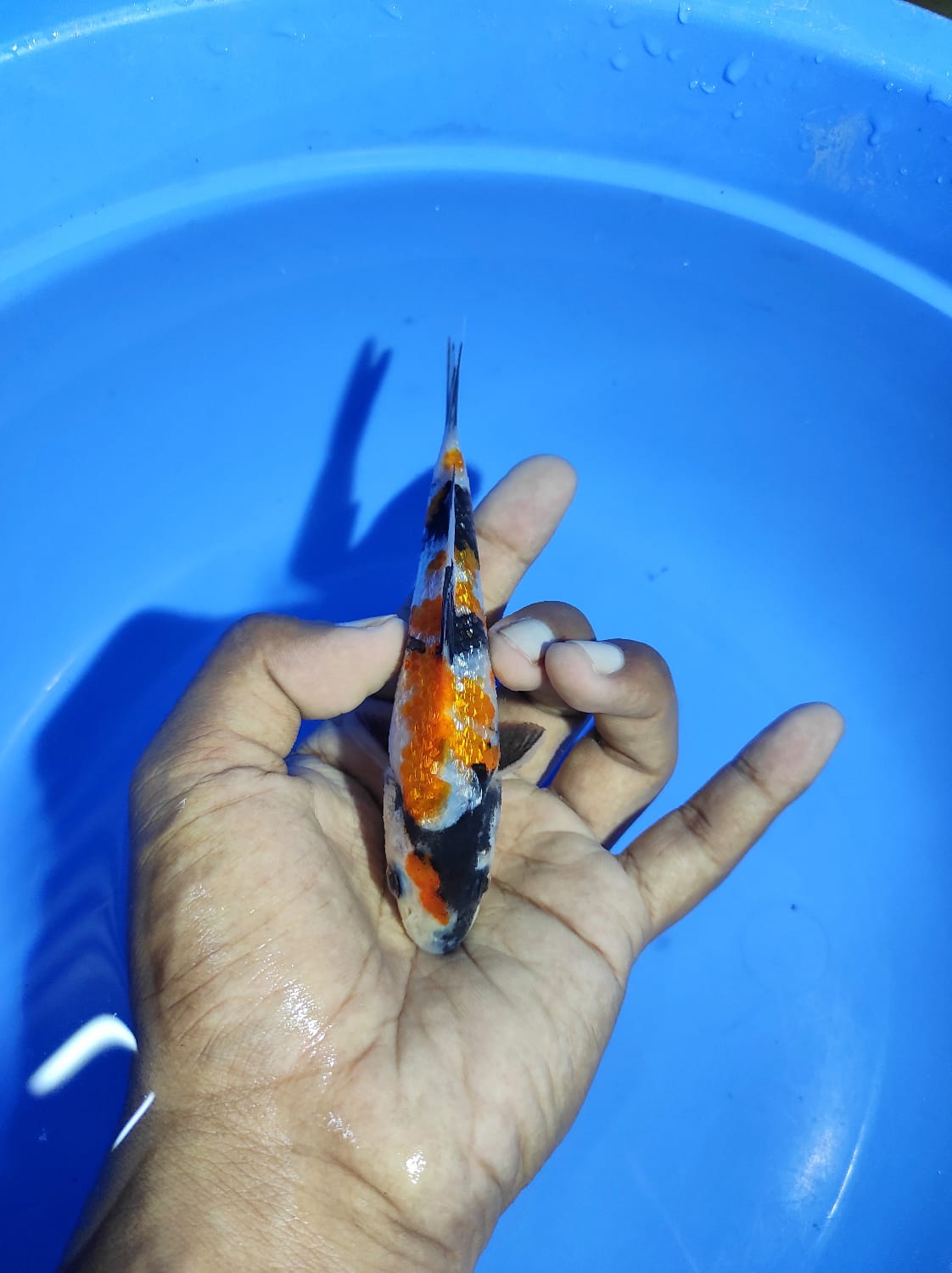 Lelang Koi Online, Jual Beli Ikan Koi, Pusat Jual Beli Koi, Info Lelang Koi Hari Ini, Platform Jual Beli Koi, Jual Beli Ikan Koi Online, Marketplace Ikan Koi, Jual Koi Terbaik, Tempat Beli Koi Berkualitas, Pasar Ikan Koi Online Terpercaya, Penjual Ikan Koi Terpercaya, Beli Koi Hias Online, Ikan Koi untuk Dijual, Koi Kualitas Terbaik, Toko Online Ikan Koi, Koi Hias Untuk Dijual, Jual Beli Ikan Koi Lokal, Koi Indonesia Online, Pusat Jual Beli Koi Terbesar