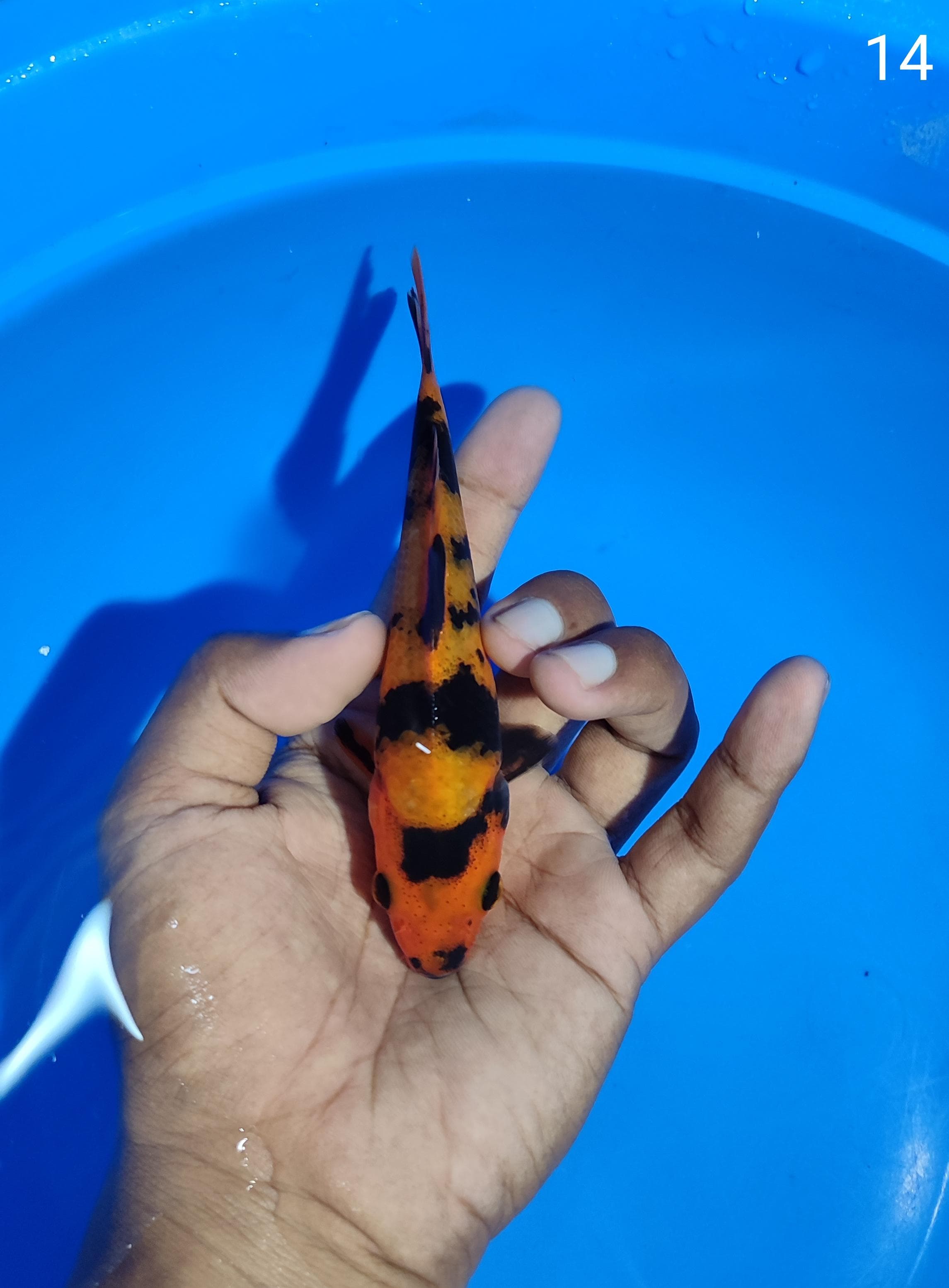 Lelang Koi Online, Jual Beli Ikan Koi, Pusat Jual Beli Koi, Info Lelang Koi Hari Ini, Platform Jual Beli Koi, Jual Beli Ikan Koi Online, Marketplace Ikan Koi, Jual Koi Terbaik, Tempat Beli Koi Berkualitas, Pasar Ikan Koi Online Terpercaya, Penjual Ikan Koi Terpercaya, Beli Koi Hias Online, Ikan Koi untuk Dijual, Koi Kualitas Terbaik, Toko Online Ikan Koi, Koi Hias Untuk Dijual, Jual Beli Ikan Koi Lokal, Koi Indonesia Online, Pusat Jual Beli Koi Terbesar