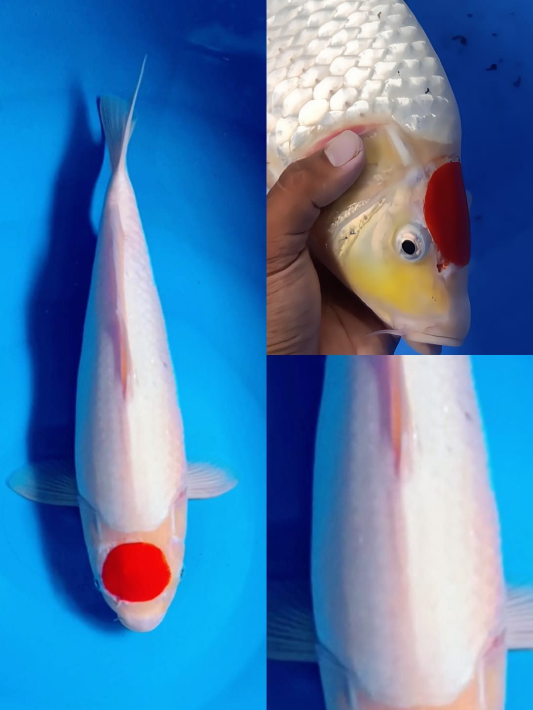 Lelang Koi Online, Jual Beli Ikan Koi, Pusat Jual Beli Koi, Info Lelang Koi Hari Ini, Platform Jual Beli Koi, Jual Beli Ikan Koi Online, Marketplace Ikan Koi, Jual Koi Terbaik, Tempat Beli Koi Berkualitas, Pasar Ikan Koi Online Terpercaya, Penjual Ikan Koi Terpercaya, Beli Koi Hias Online, Ikan Koi untuk Dijual, Koi Kualitas Terbaik, Toko Online Ikan Koi, Koi Hias Untuk Dijual, Jual Beli Ikan Koi Lokal, Koi Indonesia Online, Pusat Jual Beli Koi Terbesar