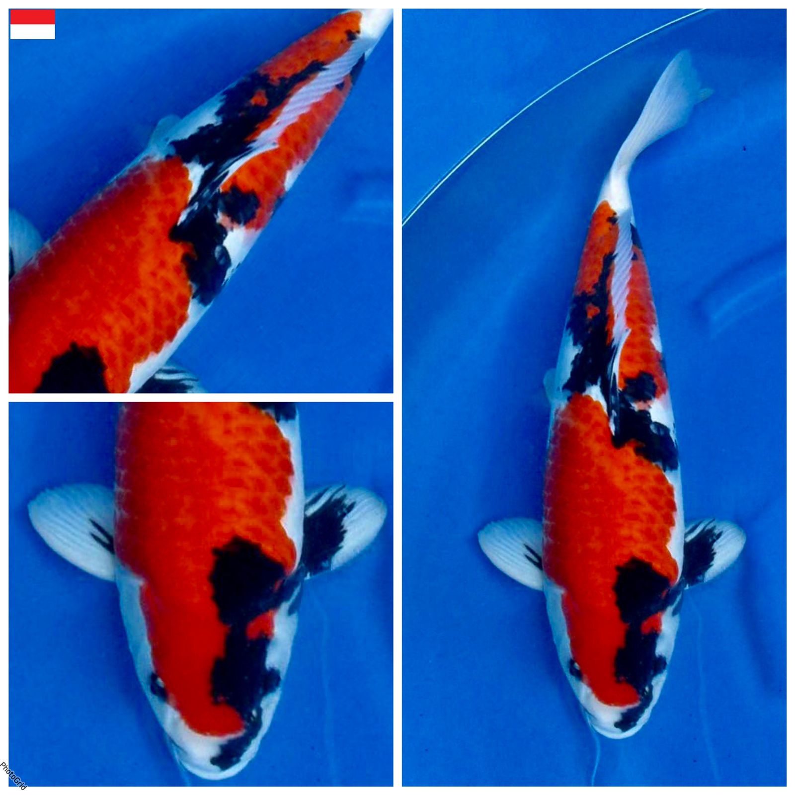 Lelang Koi Online, Jual Beli Ikan Koi, Pusat Jual Beli Koi, Info Lelang Koi Hari Ini, Platform Jual Beli Koi, Jual Beli Ikan Koi Online, Marketplace Ikan Koi, Jual Koi Terbaik, Tempat Beli Koi Berkualitas, Pasar Ikan Koi Online Terpercaya, Penjual Ikan Koi Terpercaya, Beli Koi Hias Online, Ikan Koi untuk Dijual, Koi Kualitas Terbaik, Toko Online Ikan Koi, Koi Hias Untuk Dijual, Jual Beli Ikan Koi Lokal, Koi Indonesia Online, Pusat Jual Beli Koi Terbesar