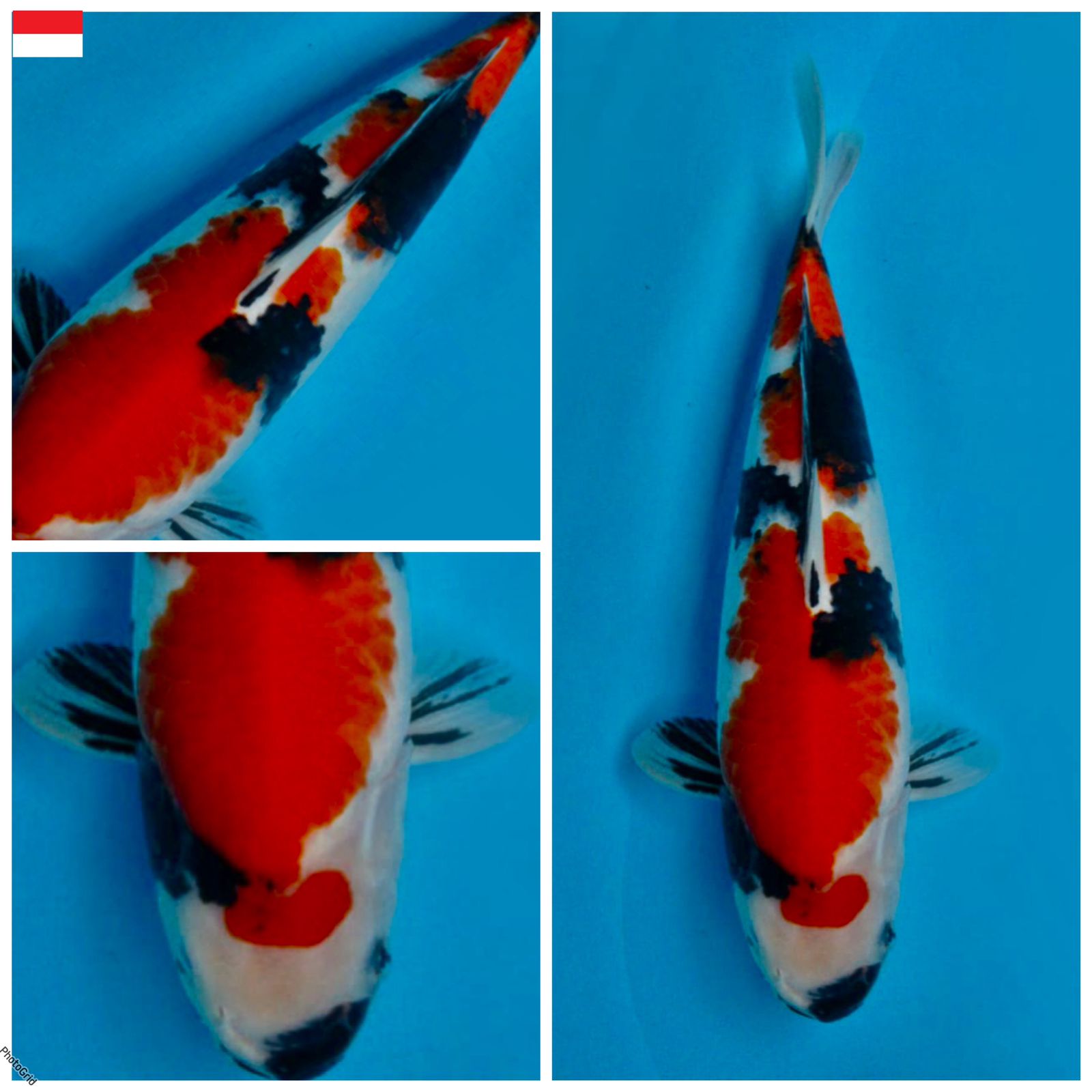 Lelang Koi Online, Jual Beli Ikan Koi, Pusat Jual Beli Koi, Info Lelang Koi Hari Ini, Platform Jual Beli Koi, Jual Beli Ikan Koi Online, Marketplace Ikan Koi, Jual Koi Terbaik, Tempat Beli Koi Berkualitas, Pasar Ikan Koi Online Terpercaya, Penjual Ikan Koi Terpercaya, Beli Koi Hias Online, Ikan Koi untuk Dijual, Koi Kualitas Terbaik, Toko Online Ikan Koi, Koi Hias Untuk Dijual, Jual Beli Ikan Koi Lokal, Koi Indonesia Online, Pusat Jual Beli Koi Terbesar