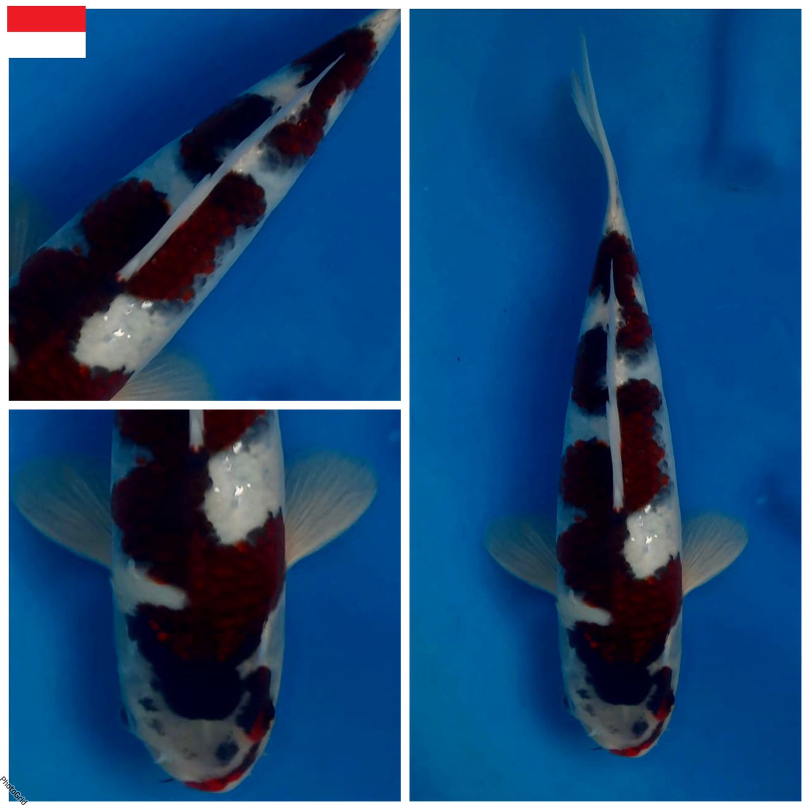 Lelang Koi Online, Jual Beli Ikan Koi, Pusat Jual Beli Koi, Info Lelang Koi Hari Ini, Platform Jual Beli Koi, Jual Beli Ikan Koi Online, Marketplace Ikan Koi, Jual Koi Terbaik, Tempat Beli Koi Berkualitas, Pasar Ikan Koi Online Terpercaya, Penjual Ikan Koi Terpercaya, Beli Koi Hias Online, Ikan Koi untuk Dijual, Koi Kualitas Terbaik, Toko Online Ikan Koi, Koi Hias Untuk Dijual, Jual Beli Ikan Koi Lokal, Koi Indonesia Online, Pusat Jual Beli Koi Terbesar