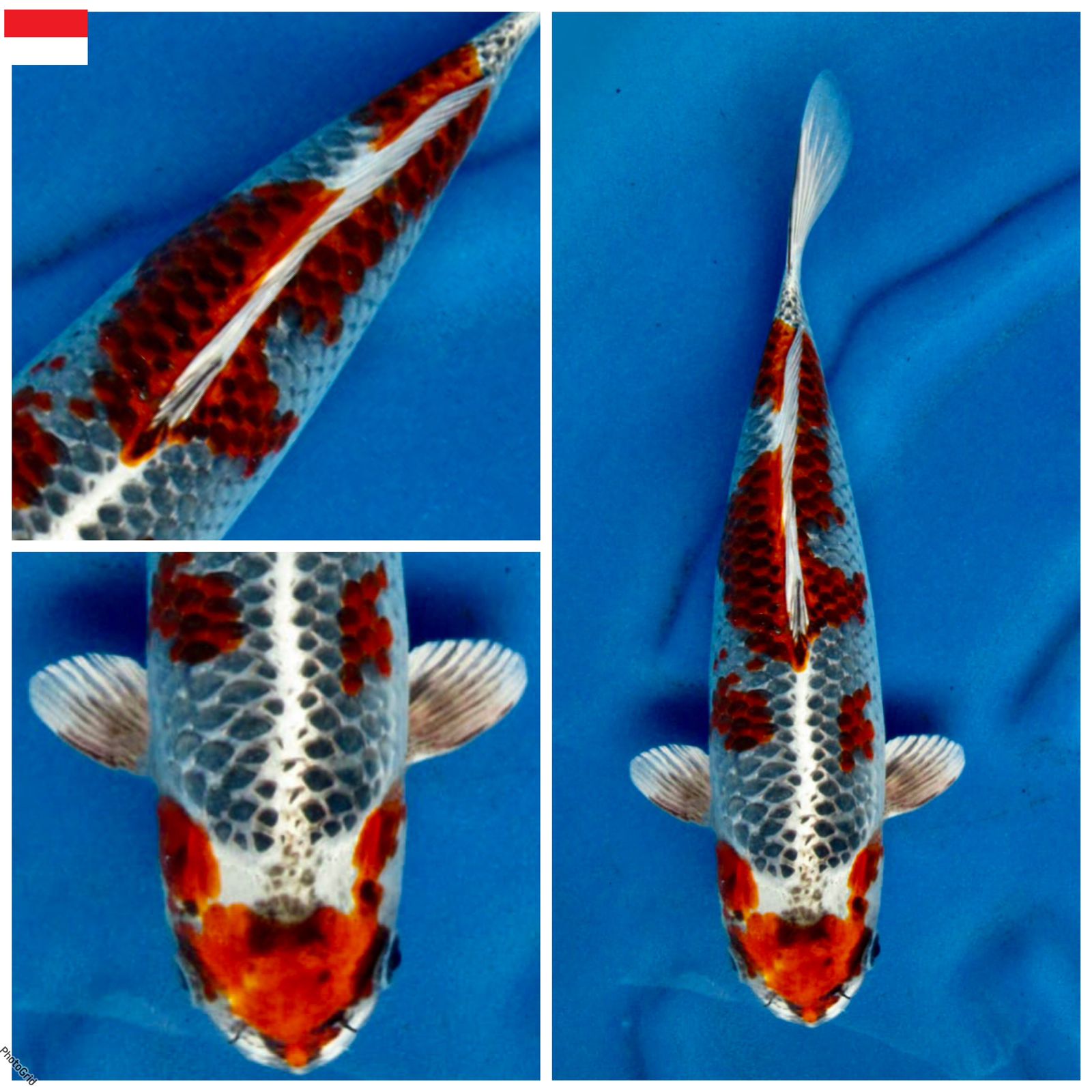 Lelang Koi Online, Jual Beli Ikan Koi, Pusat Jual Beli Koi, Info Lelang Koi Hari Ini, Platform Jual Beli Koi, Jual Beli Ikan Koi Online, Marketplace Ikan Koi, Jual Koi Terbaik, Tempat Beli Koi Berkualitas, Pasar Ikan Koi Online Terpercaya, Penjual Ikan Koi Terpercaya, Beli Koi Hias Online, Ikan Koi untuk Dijual, Koi Kualitas Terbaik, Toko Online Ikan Koi, Koi Hias Untuk Dijual, Jual Beli Ikan Koi Lokal, Koi Indonesia Online, Pusat Jual Beli Koi Terbesar