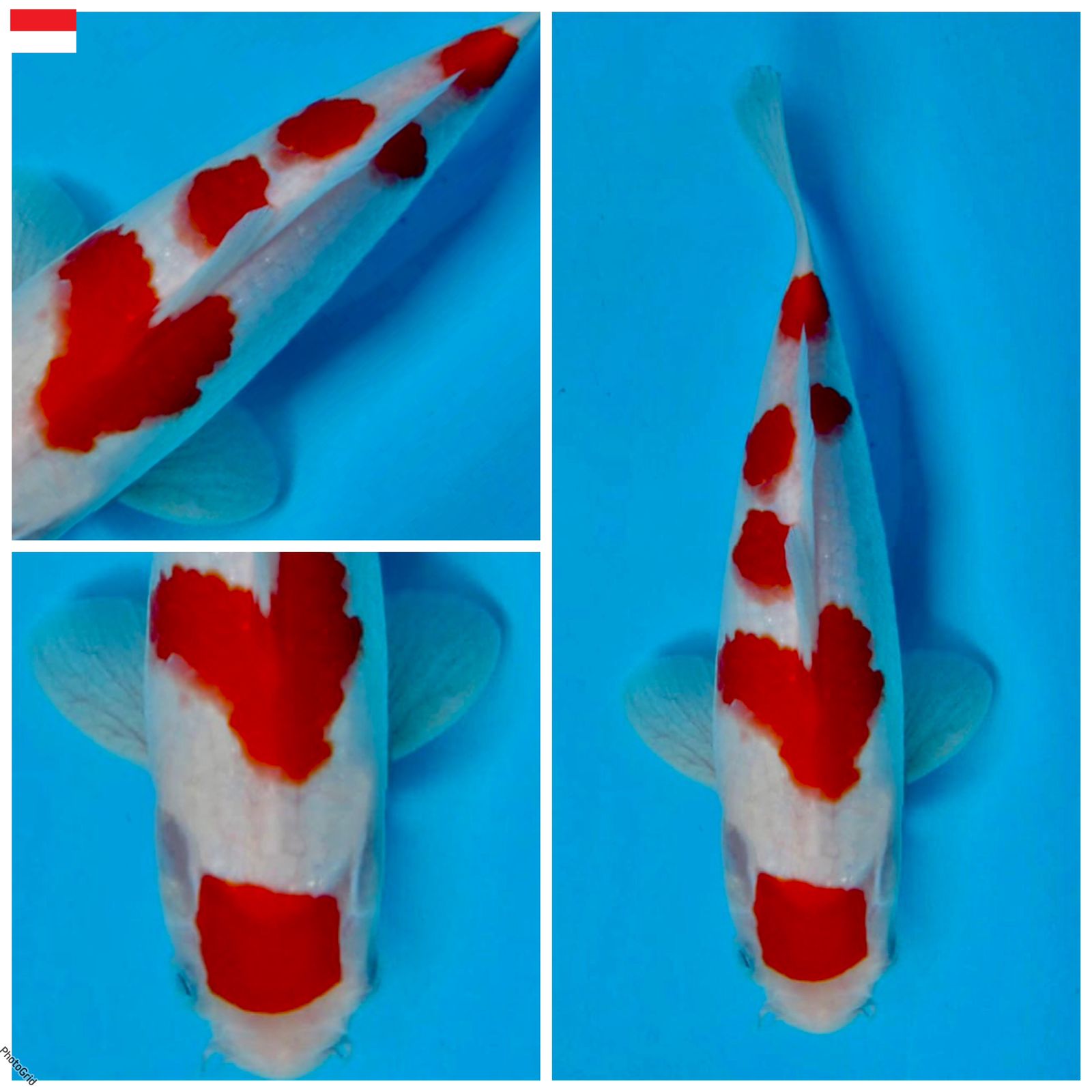 Lelang Koi Online, Jual Beli Ikan Koi, Pusat Jual Beli Koi, Info Lelang Koi Hari Ini, Platform Jual Beli Koi, Jual Beli Ikan Koi Online, Marketplace Ikan Koi, Jual Koi Terbaik, Tempat Beli Koi Berkualitas, Pasar Ikan Koi Online Terpercaya, Penjual Ikan Koi Terpercaya, Beli Koi Hias Online, Ikan Koi untuk Dijual, Koi Kualitas Terbaik, Toko Online Ikan Koi, Koi Hias Untuk Dijual, Jual Beli Ikan Koi Lokal, Koi Indonesia Online, Pusat Jual Beli Koi Terbesar