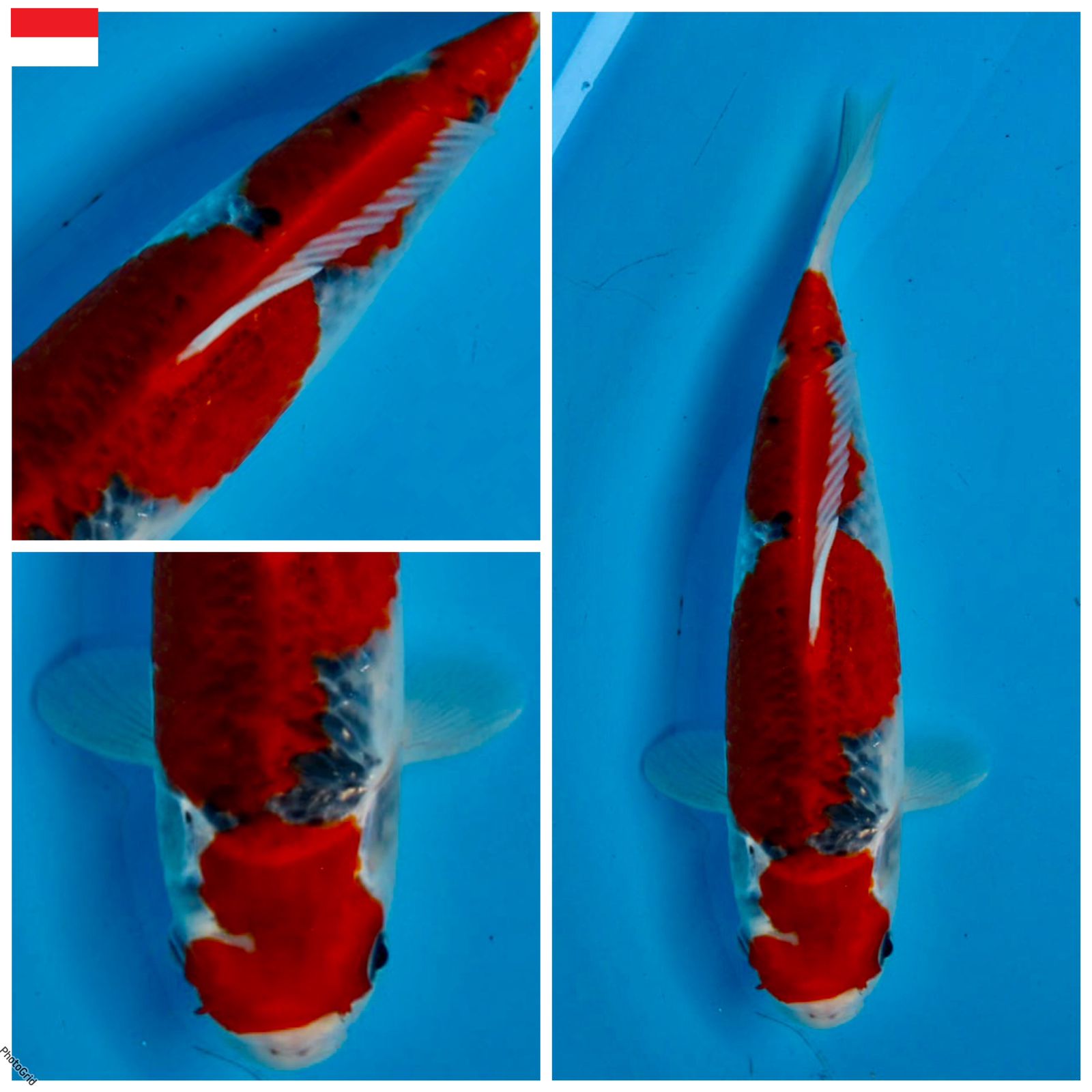 Lelang Koi Online, Jual Beli Ikan Koi, Pusat Jual Beli Koi, Info Lelang Koi Hari Ini, Platform Jual Beli Koi, Jual Beli Ikan Koi Online, Marketplace Ikan Koi, Jual Koi Terbaik, Tempat Beli Koi Berkualitas, Pasar Ikan Koi Online Terpercaya, Penjual Ikan Koi Terpercaya, Beli Koi Hias Online, Ikan Koi untuk Dijual, Koi Kualitas Terbaik, Toko Online Ikan Koi, Koi Hias Untuk Dijual, Jual Beli Ikan Koi Lokal, Koi Indonesia Online, Pusat Jual Beli Koi Terbesar