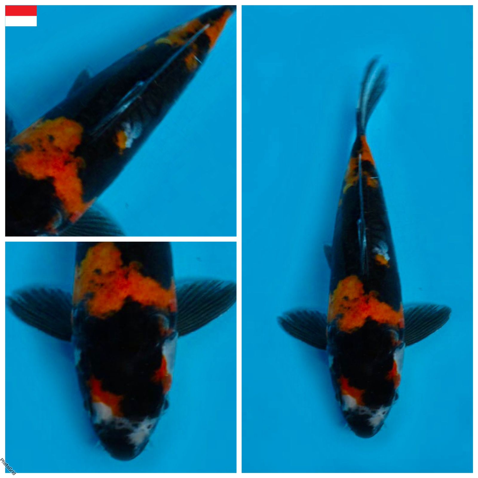 Lelang Koi Online, Jual Beli Ikan Koi, Pusat Jual Beli Koi, Info Lelang Koi Hari Ini, Platform Jual Beli Koi, Jual Beli Ikan Koi Online, Marketplace Ikan Koi, Jual Koi Terbaik, Tempat Beli Koi Berkualitas, Pasar Ikan Koi Online Terpercaya, Penjual Ikan Koi Terpercaya, Beli Koi Hias Online, Ikan Koi untuk Dijual, Koi Kualitas Terbaik, Toko Online Ikan Koi, Koi Hias Untuk Dijual, Jual Beli Ikan Koi Lokal, Koi Indonesia Online, Pusat Jual Beli Koi Terbesar