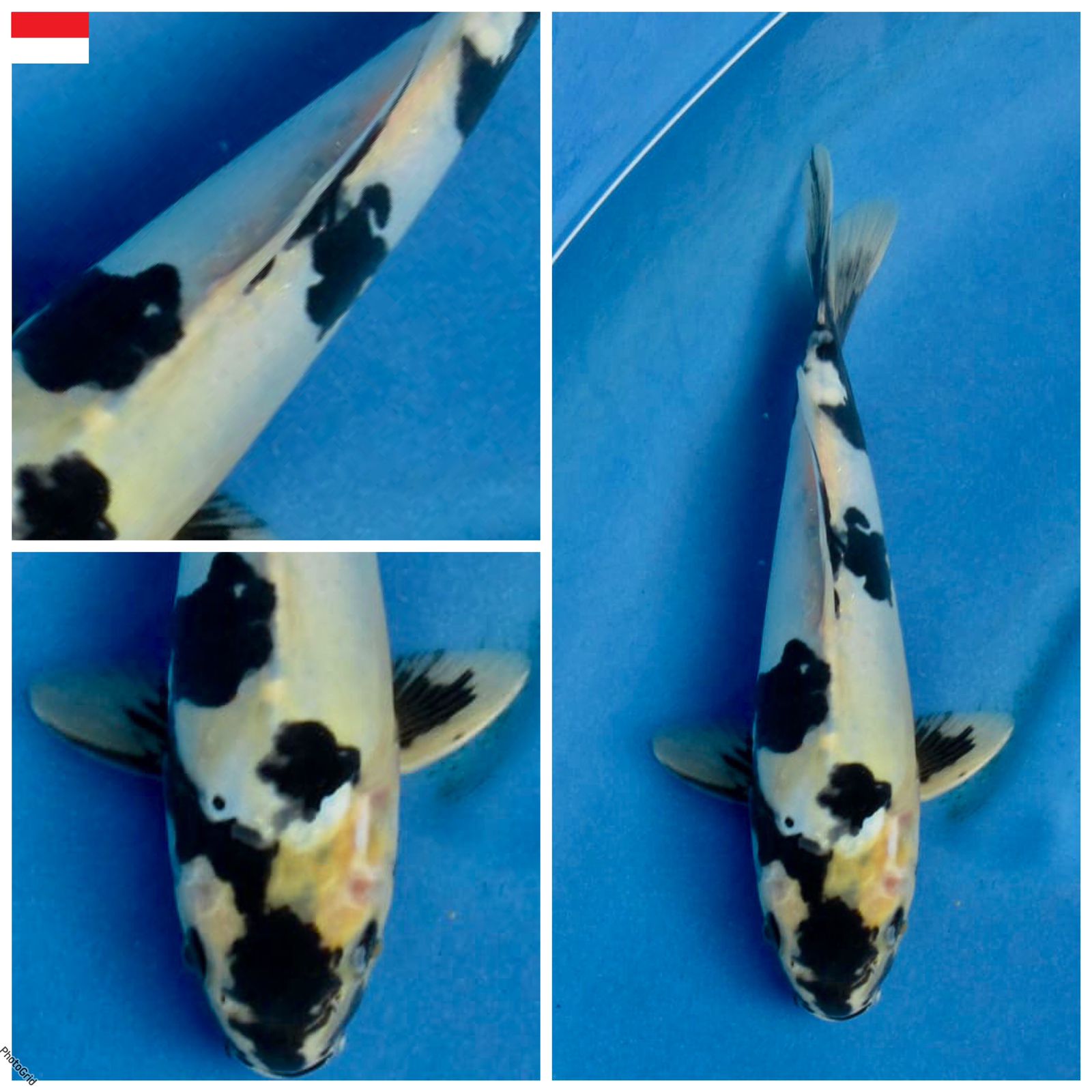 Lelang Koi Online, Jual Beli Ikan Koi, Pusat Jual Beli Koi, Info Lelang Koi Hari Ini, Platform Jual Beli Koi, Jual Beli Ikan Koi Online, Marketplace Ikan Koi, Jual Koi Terbaik, Tempat Beli Koi Berkualitas, Pasar Ikan Koi Online Terpercaya, Penjual Ikan Koi Terpercaya, Beli Koi Hias Online, Ikan Koi untuk Dijual, Koi Kualitas Terbaik, Toko Online Ikan Koi, Koi Hias Untuk Dijual, Jual Beli Ikan Koi Lokal, Koi Indonesia Online, Pusat Jual Beli Koi Terbesar