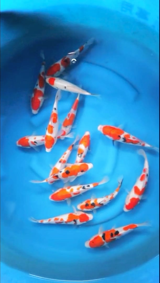 Lelang Koi Online, Jual Beli Ikan Koi, Pusat Jual Beli Koi, Info Lelang Koi Hari Ini, Platform Jual Beli Koi, Jual Beli Ikan Koi Online, Marketplace Ikan Koi, Jual Koi Terbaik, Tempat Beli Koi Berkualitas, Pasar Ikan Koi Online Terpercaya, Penjual Ikan Koi Terpercaya, Beli Koi Hias Online, Ikan Koi untuk Dijual, Koi Kualitas Terbaik, Toko Online Ikan Koi, Koi Hias Untuk Dijual, Jual Beli Ikan Koi Lokal, Koi Indonesia Online, Pusat Jual Beli Koi Terbesar