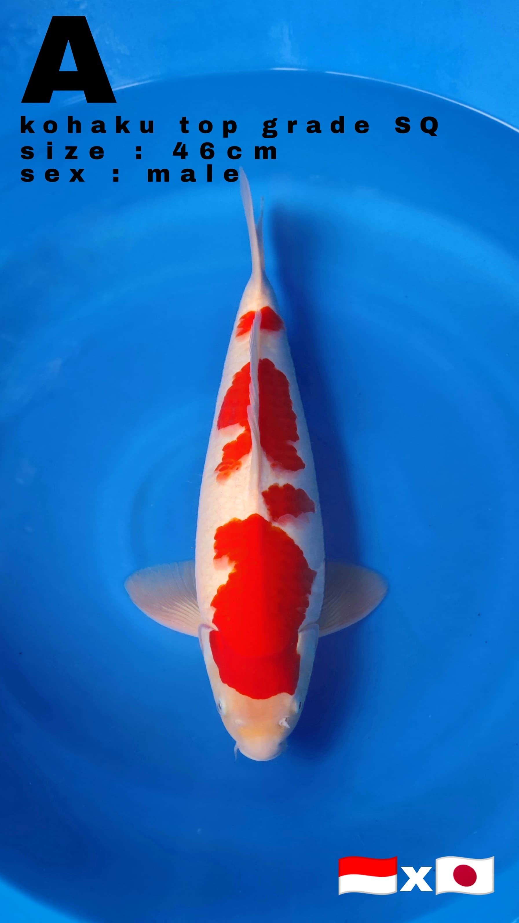 Lelang Koi Online, Jual Beli Ikan Koi, Pusat Jual Beli Koi, Info Lelang Koi Hari Ini, Platform Jual Beli Koi, Jual Beli Ikan Koi Online, Marketplace Ikan Koi, Jual Koi Terbaik, Tempat Beli Koi Berkualitas, Pasar Ikan Koi Online Terpercaya, Penjual Ikan Koi Terpercaya, Beli Koi Hias Online, Ikan Koi untuk Dijual, Koi Kualitas Terbaik, Toko Online Ikan Koi, Koi Hias Untuk Dijual, Jual Beli Ikan Koi Lokal, Koi Indonesia Online, Pusat Jual Beli Koi Terbesar