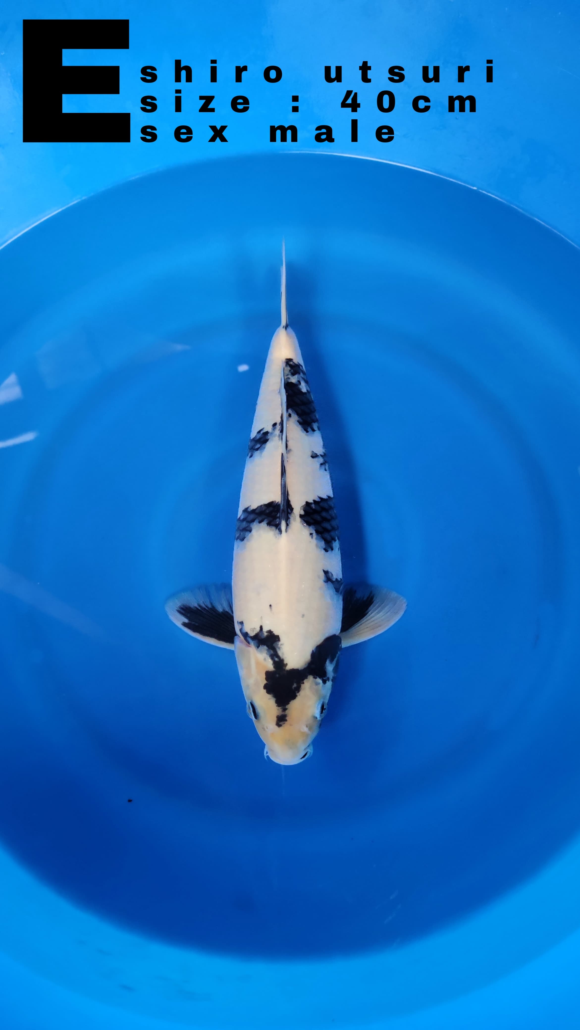 Lelang Koi Online, Jual Beli Ikan Koi, Pusat Jual Beli Koi, Info Lelang Koi Hari Ini, Platform Jual Beli Koi, Jual Beli Ikan Koi Online, Marketplace Ikan Koi, Jual Koi Terbaik, Tempat Beli Koi Berkualitas, Pasar Ikan Koi Online Terpercaya, Penjual Ikan Koi Terpercaya, Beli Koi Hias Online, Ikan Koi untuk Dijual, Koi Kualitas Terbaik, Toko Online Ikan Koi, Koi Hias Untuk Dijual, Jual Beli Ikan Koi Lokal, Koi Indonesia Online, Pusat Jual Beli Koi Terbesar