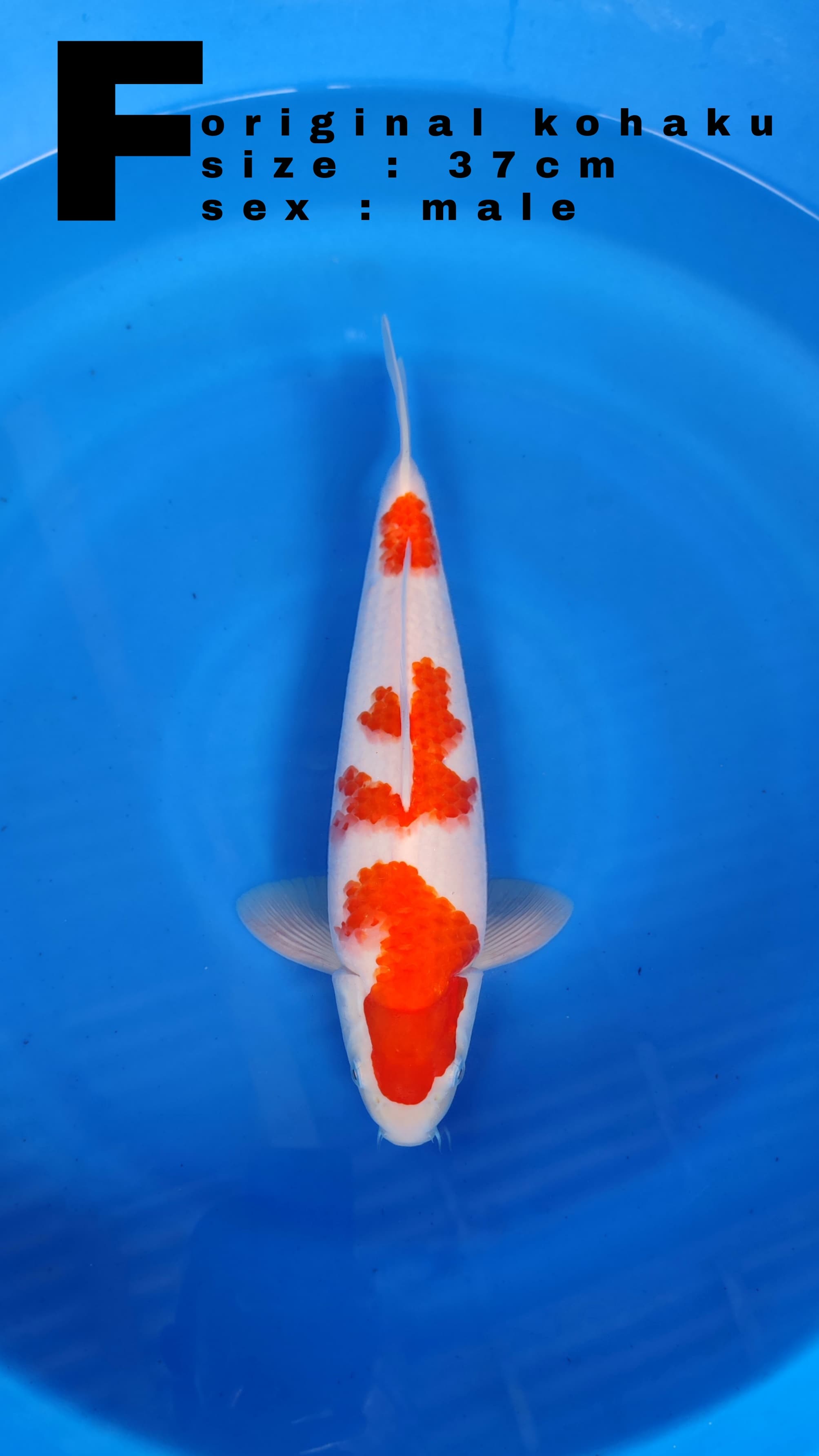 Lelang Koi Online, Jual Beli Ikan Koi, Pusat Jual Beli Koi, Info Lelang Koi Hari Ini, Platform Jual Beli Koi, Jual Beli Ikan Koi Online, Marketplace Ikan Koi, Jual Koi Terbaik, Tempat Beli Koi Berkualitas, Pasar Ikan Koi Online Terpercaya, Penjual Ikan Koi Terpercaya, Beli Koi Hias Online, Ikan Koi untuk Dijual, Koi Kualitas Terbaik, Toko Online Ikan Koi, Koi Hias Untuk Dijual, Jual Beli Ikan Koi Lokal, Koi Indonesia Online, Pusat Jual Beli Koi Terbesar