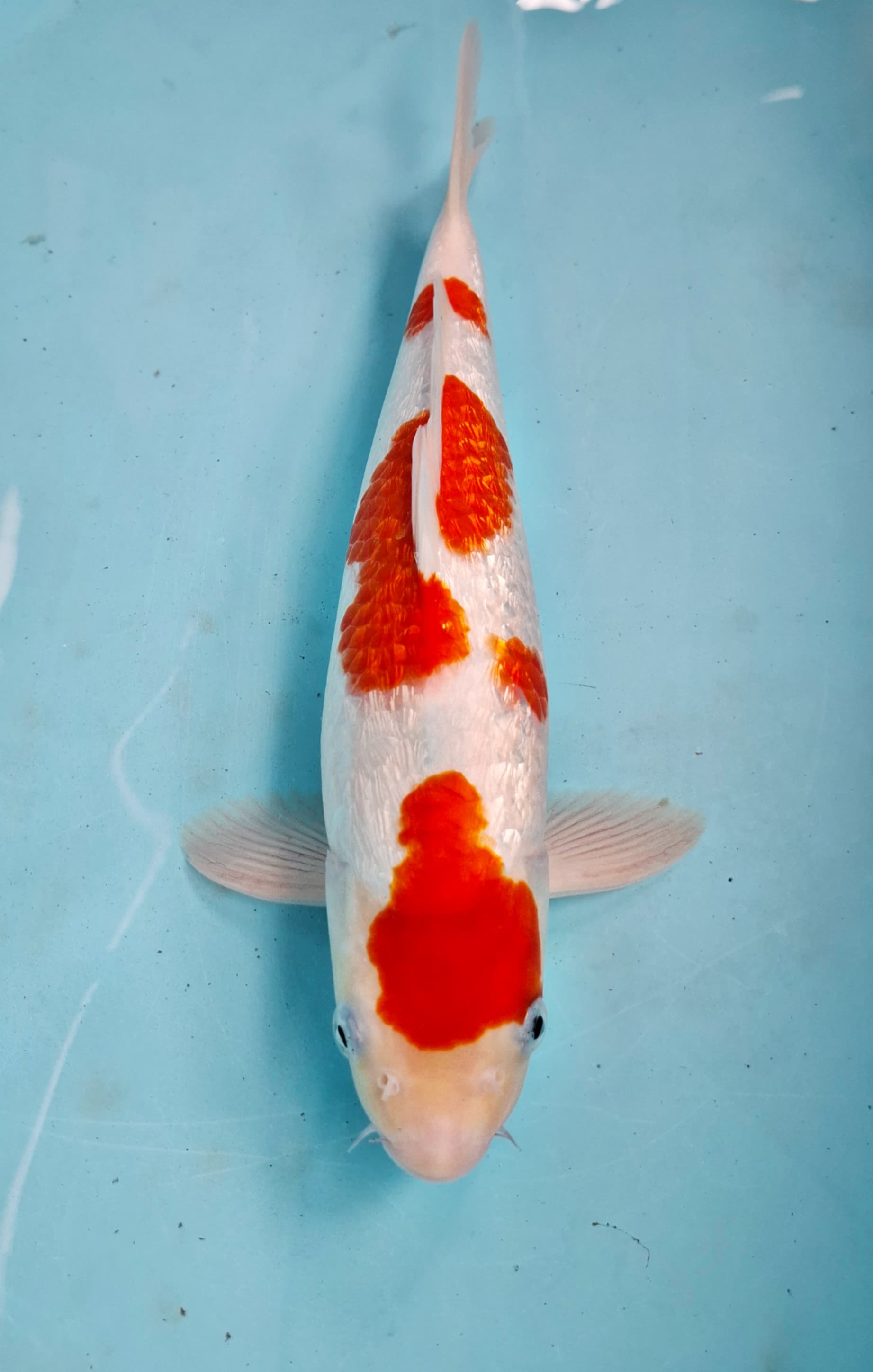 Lelang Koi Online, Jual Beli Ikan Koi, Pusat Jual Beli Koi, Info Lelang Koi Hari Ini, Platform Jual Beli Koi, Jual Beli Ikan Koi Online, Marketplace Ikan Koi, Jual Koi Terbaik, Tempat Beli Koi Berkualitas, Pasar Ikan Koi Online Terpercaya, Penjual Ikan Koi Terpercaya, Beli Koi Hias Online, Ikan Koi untuk Dijual, Koi Kualitas Terbaik, Toko Online Ikan Koi, Koi Hias Untuk Dijual, Jual Beli Ikan Koi Lokal, Koi Indonesia Online, Pusat Jual Beli Koi Terbesar