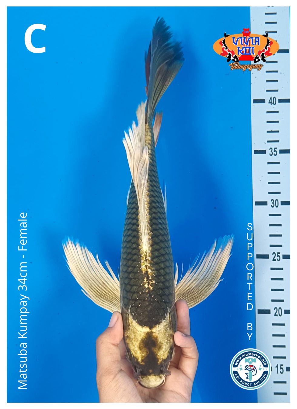 Lelang Koi Online, Jual Beli Ikan Koi, Pusat Jual Beli Koi, Info Lelang Koi Hari Ini, Platform Jual Beli Koi, Jual Beli Ikan Koi Online, Marketplace Ikan Koi, Jual Koi Terbaik, Tempat Beli Koi Berkualitas, Pasar Ikan Koi Online Terpercaya, Penjual Ikan Koi Terpercaya, Beli Koi Hias Online, Ikan Koi untuk Dijual, Koi Kualitas Terbaik, Toko Online Ikan Koi, Koi Hias Untuk Dijual, Jual Beli Ikan Koi Lokal, Koi Indonesia Online, Pusat Jual Beli Koi Terbesar