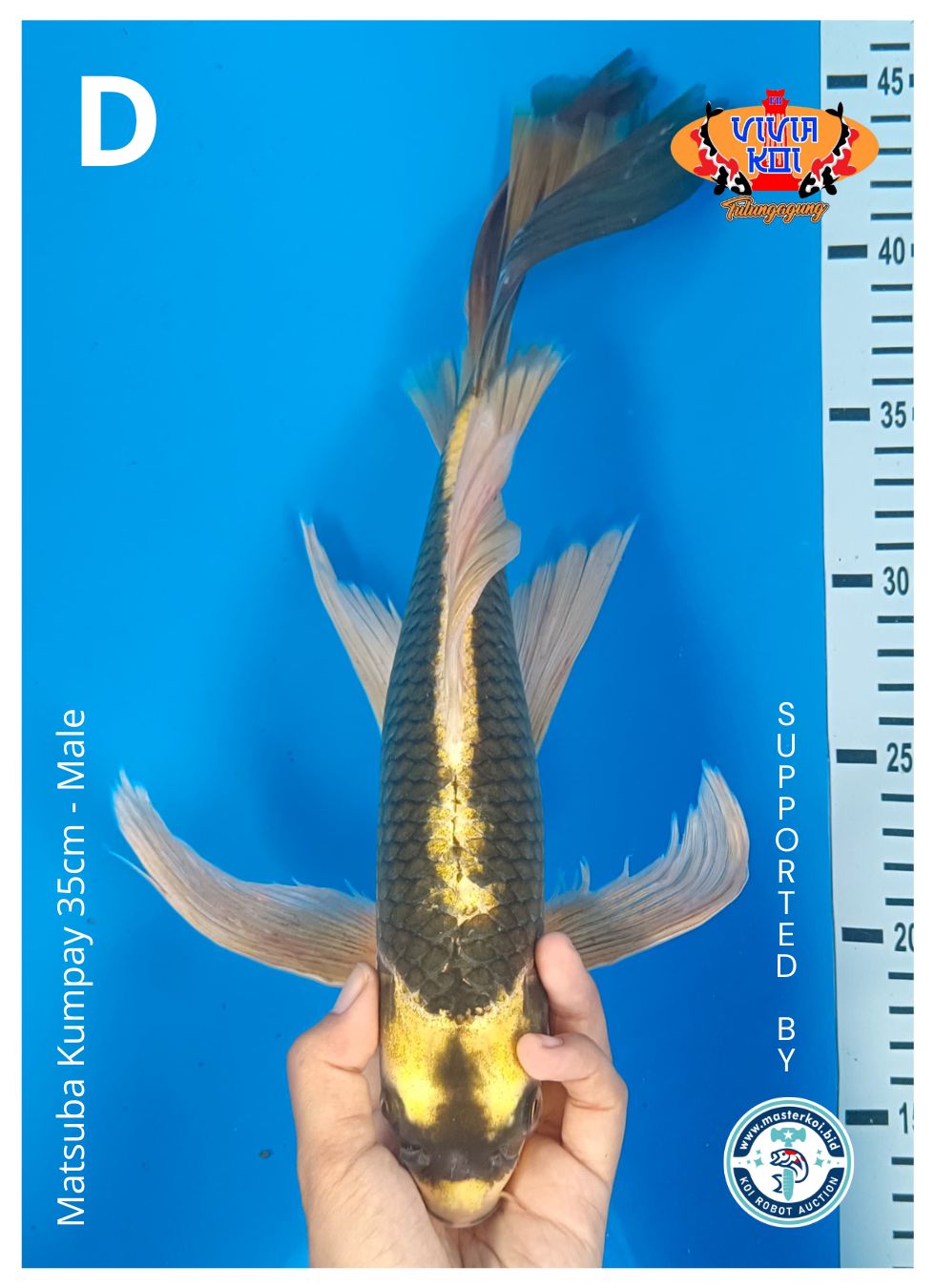 Lelang Koi Online, Jual Beli Ikan Koi, Pusat Jual Beli Koi, Info Lelang Koi Hari Ini, Platform Jual Beli Koi, Jual Beli Ikan Koi Online, Marketplace Ikan Koi, Jual Koi Terbaik, Tempat Beli Koi Berkualitas, Pasar Ikan Koi Online Terpercaya, Penjual Ikan Koi Terpercaya, Beli Koi Hias Online, Ikan Koi untuk Dijual, Koi Kualitas Terbaik, Toko Online Ikan Koi, Koi Hias Untuk Dijual, Jual Beli Ikan Koi Lokal, Koi Indonesia Online, Pusat Jual Beli Koi Terbesar