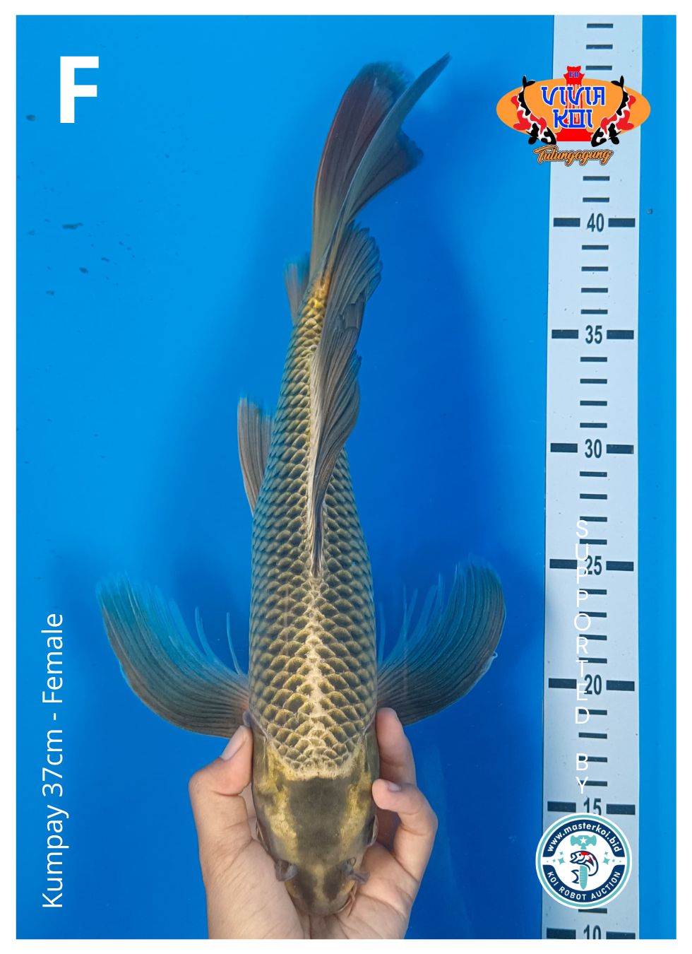 Lelang Koi Online, Jual Beli Ikan Koi, Pusat Jual Beli Koi, Info Lelang Koi Hari Ini, Platform Jual Beli Koi, Jual Beli Ikan Koi Online, Marketplace Ikan Koi, Jual Koi Terbaik, Tempat Beli Koi Berkualitas, Pasar Ikan Koi Online Terpercaya, Penjual Ikan Koi Terpercaya, Beli Koi Hias Online, Ikan Koi untuk Dijual, Koi Kualitas Terbaik, Toko Online Ikan Koi, Koi Hias Untuk Dijual, Jual Beli Ikan Koi Lokal, Koi Indonesia Online, Pusat Jual Beli Koi Terbesar