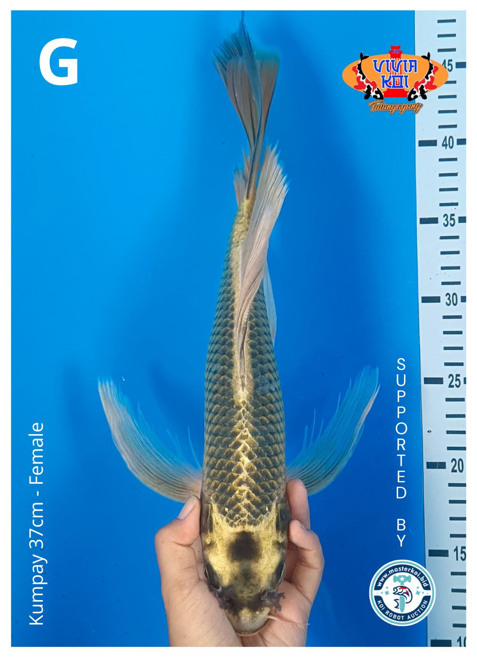 Lelang Koi Online, Jual Beli Ikan Koi, Pusat Jual Beli Koi, Info Lelang Koi Hari Ini, Platform Jual Beli Koi, Jual Beli Ikan Koi Online, Marketplace Ikan Koi, Jual Koi Terbaik, Tempat Beli Koi Berkualitas, Pasar Ikan Koi Online Terpercaya, Penjual Ikan Koi Terpercaya, Beli Koi Hias Online, Ikan Koi untuk Dijual, Koi Kualitas Terbaik, Toko Online Ikan Koi, Koi Hias Untuk Dijual, Jual Beli Ikan Koi Lokal, Koi Indonesia Online, Pusat Jual Beli Koi Terbesar