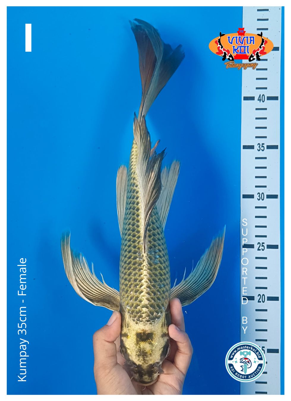 Lelang Koi Online, Jual Beli Ikan Koi, Pusat Jual Beli Koi, Info Lelang Koi Hari Ini, Platform Jual Beli Koi, Jual Beli Ikan Koi Online, Marketplace Ikan Koi, Jual Koi Terbaik, Tempat Beli Koi Berkualitas, Pasar Ikan Koi Online Terpercaya, Penjual Ikan Koi Terpercaya, Beli Koi Hias Online, Ikan Koi untuk Dijual, Koi Kualitas Terbaik, Toko Online Ikan Koi, Koi Hias Untuk Dijual, Jual Beli Ikan Koi Lokal, Koi Indonesia Online, Pusat Jual Beli Koi Terbesar