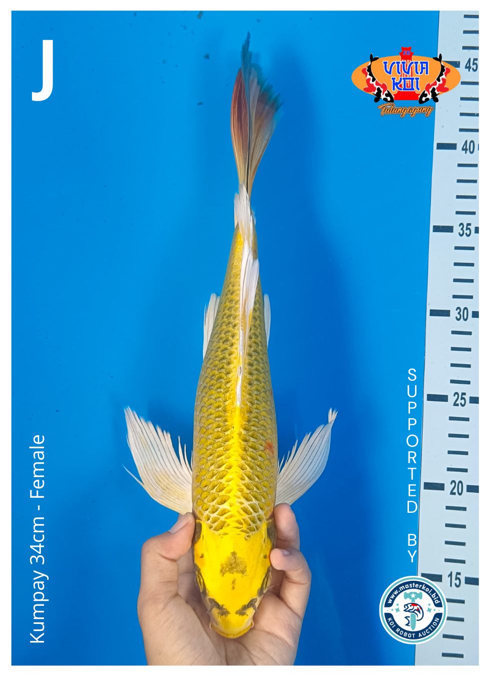 Lelang Koi Online, Jual Beli Ikan Koi, Pusat Jual Beli Koi, Info Lelang Koi Hari Ini, Platform Jual Beli Koi, Jual Beli Ikan Koi Online, Marketplace Ikan Koi, Jual Koi Terbaik, Tempat Beli Koi Berkualitas, Pasar Ikan Koi Online Terpercaya, Penjual Ikan Koi Terpercaya, Beli Koi Hias Online, Ikan Koi untuk Dijual, Koi Kualitas Terbaik, Toko Online Ikan Koi, Koi Hias Untuk Dijual, Jual Beli Ikan Koi Lokal, Koi Indonesia Online, Pusat Jual Beli Koi Terbesar