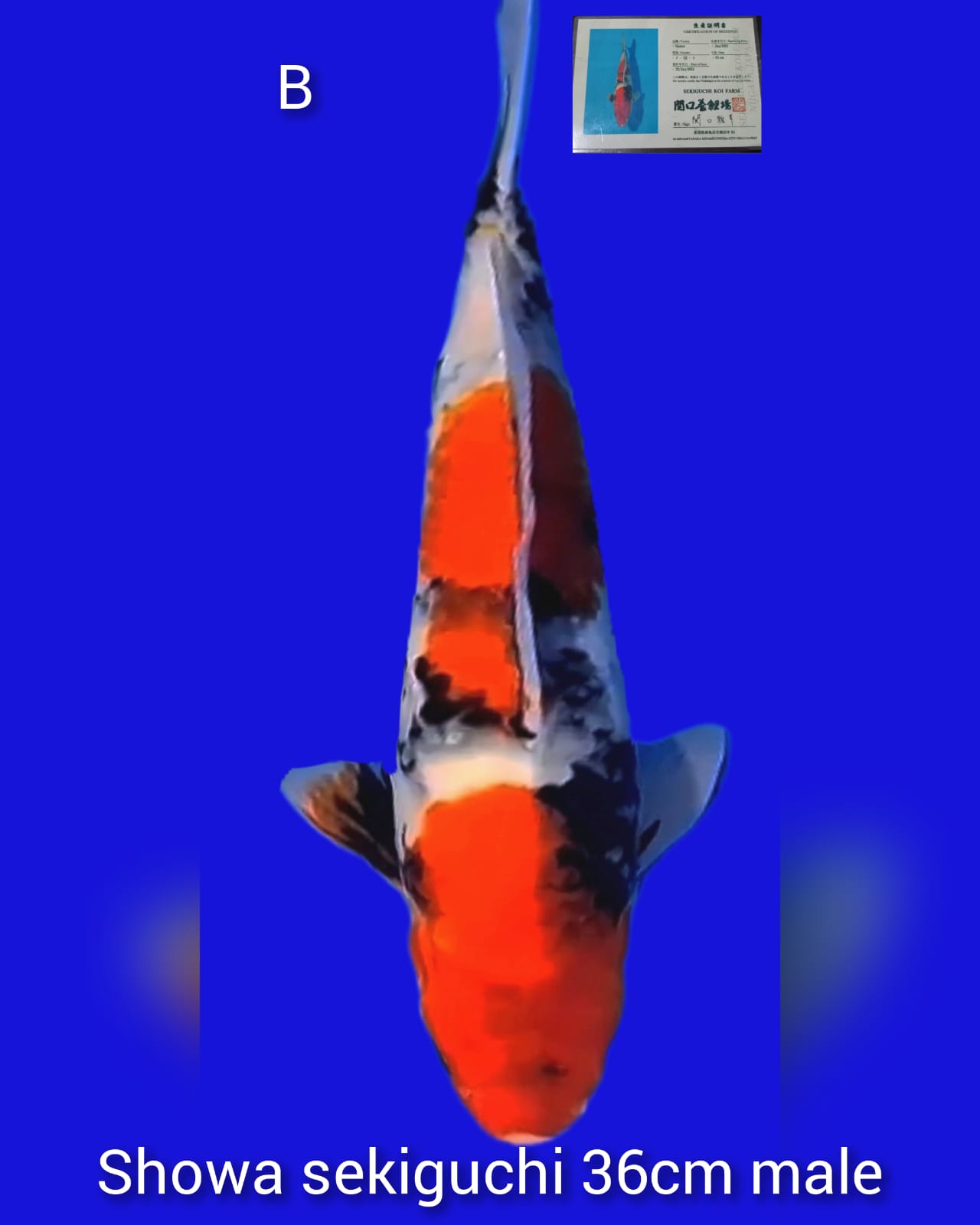 Lelang Koi Online, Jual Beli Ikan Koi, Pusat Jual Beli Koi, Info Lelang Koi Hari Ini, Platform Jual Beli Koi, Jual Beli Ikan Koi Online, Marketplace Ikan Koi, Jual Koi Terbaik, Tempat Beli Koi Berkualitas, Pasar Ikan Koi Online Terpercaya, Penjual Ikan Koi Terpercaya, Beli Koi Hias Online, Ikan Koi untuk Dijual, Koi Kualitas Terbaik, Toko Online Ikan Koi, Koi Hias Untuk Dijual, Jual Beli Ikan Koi Lokal, Koi Indonesia Online, Pusat Jual Beli Koi Terbesar