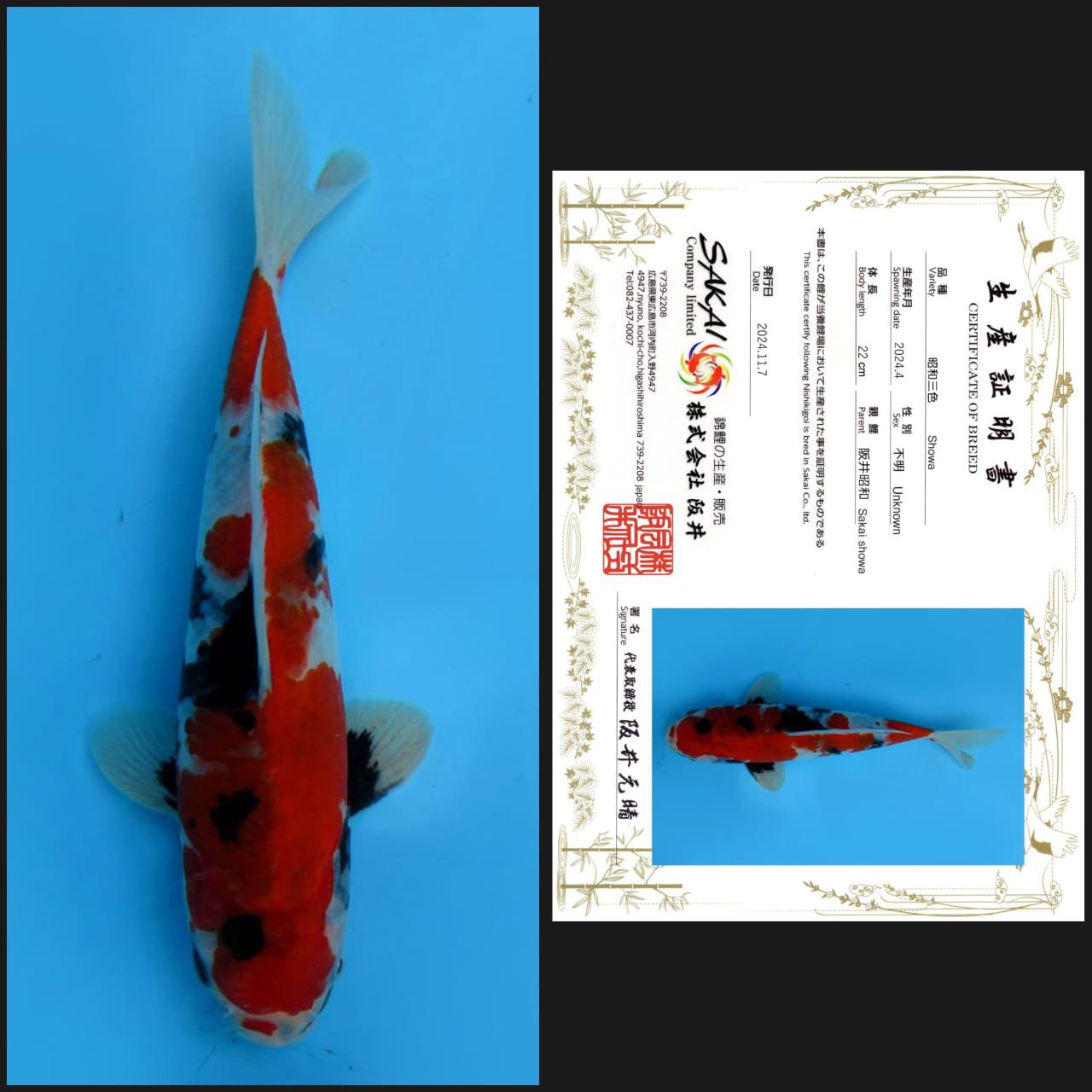 Lelang Koi Online, Jual Beli Ikan Koi, Pusat Jual Beli Koi, Info Lelang Koi Hari Ini, Platform Jual Beli Koi, Jual Beli Ikan Koi Online, Marketplace Ikan Koi, Jual Koi Terbaik, Tempat Beli Koi Berkualitas, Pasar Ikan Koi Online Terpercaya, Penjual Ikan Koi Terpercaya, Beli Koi Hias Online, Ikan Koi untuk Dijual, Koi Kualitas Terbaik, Toko Online Ikan Koi, Koi Hias Untuk Dijual, Jual Beli Ikan Koi Lokal, Koi Indonesia Online, Pusat Jual Beli Koi Terbesar