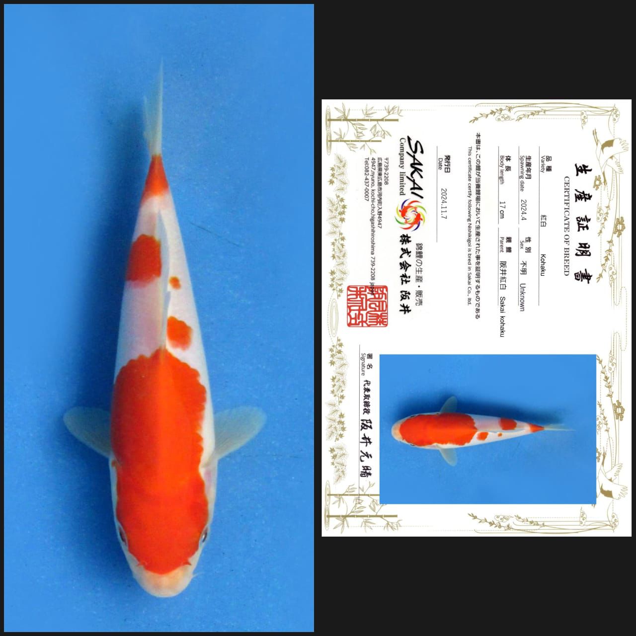 Lelang Koi Online, Jual Beli Ikan Koi, Pusat Jual Beli Koi, Info Lelang Koi Hari Ini, Platform Jual Beli Koi, Jual Beli Ikan Koi Online, Marketplace Ikan Koi, Jual Koi Terbaik, Tempat Beli Koi Berkualitas, Pasar Ikan Koi Online Terpercaya, Penjual Ikan Koi Terpercaya, Beli Koi Hias Online, Ikan Koi untuk Dijual, Koi Kualitas Terbaik, Toko Online Ikan Koi, Koi Hias Untuk Dijual, Jual Beli Ikan Koi Lokal, Koi Indonesia Online, Pusat Jual Beli Koi Terbesar